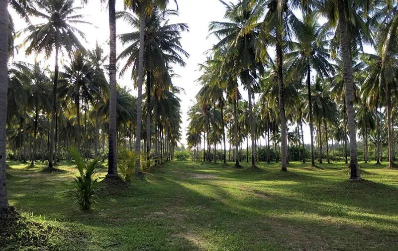 Khao Lak Golden Coconut Resort