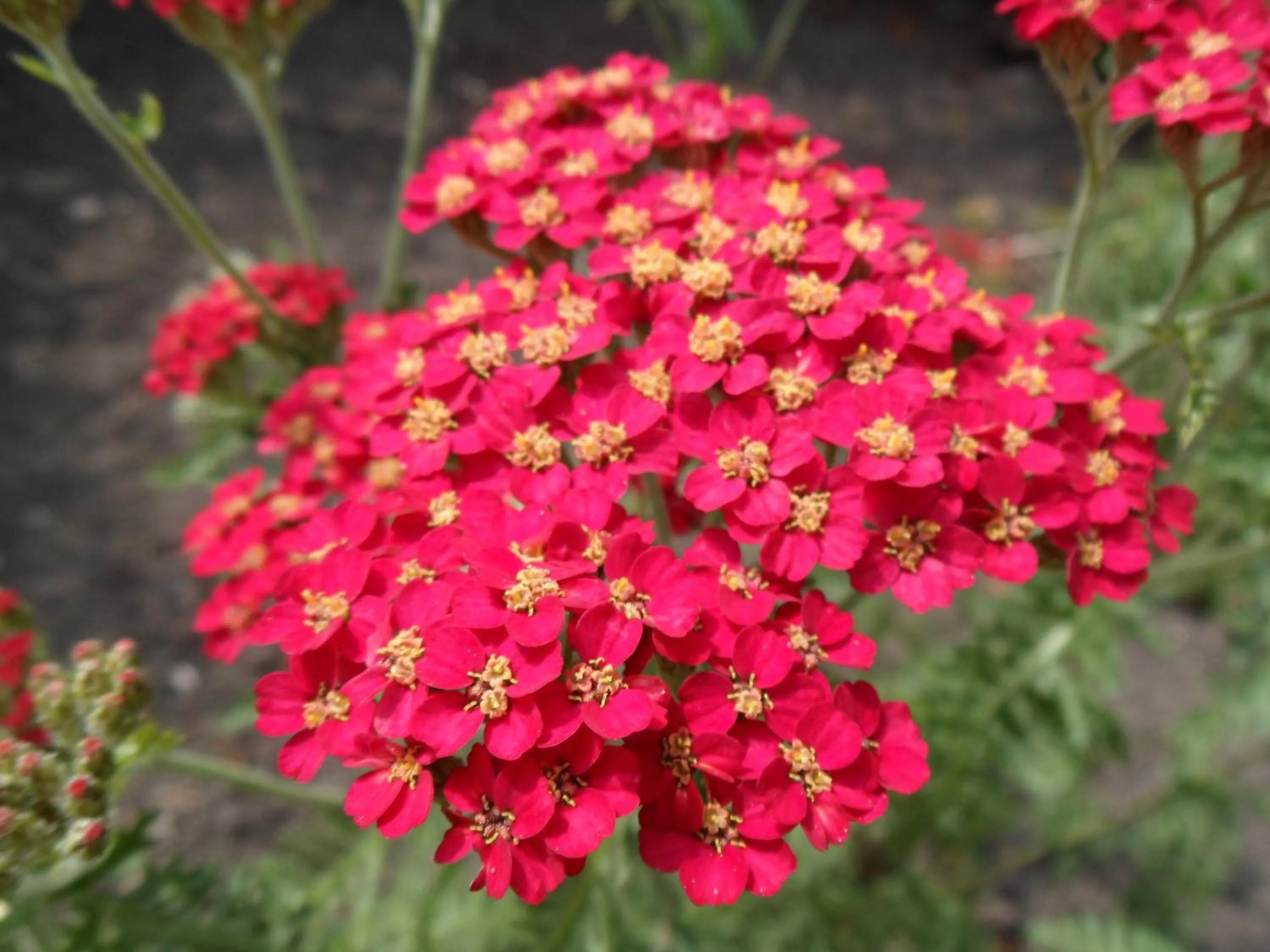 Garden in Nethercliffe Hotel
