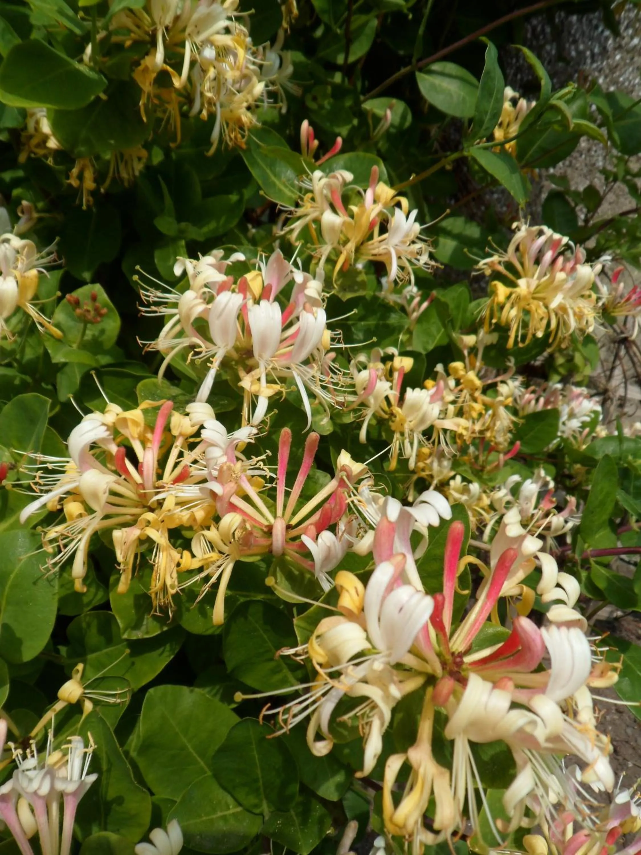 Garden in Nethercliffe Hotel