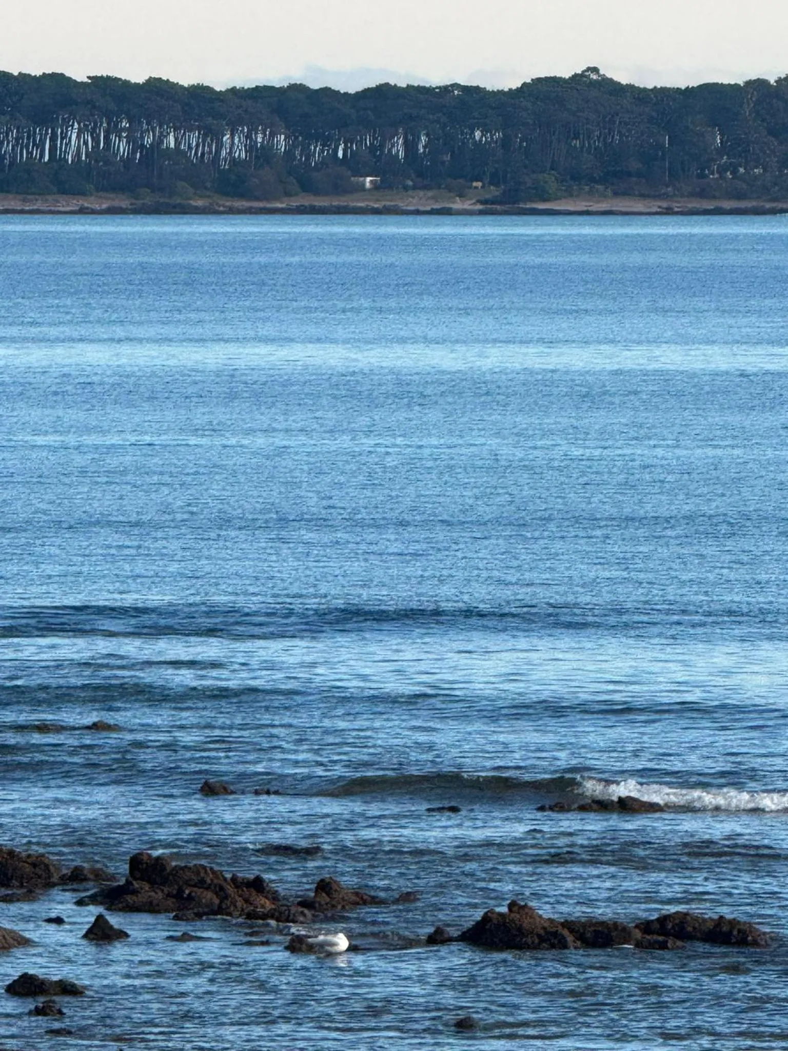 Natural landscape in Punta del Este Shelton Hotel