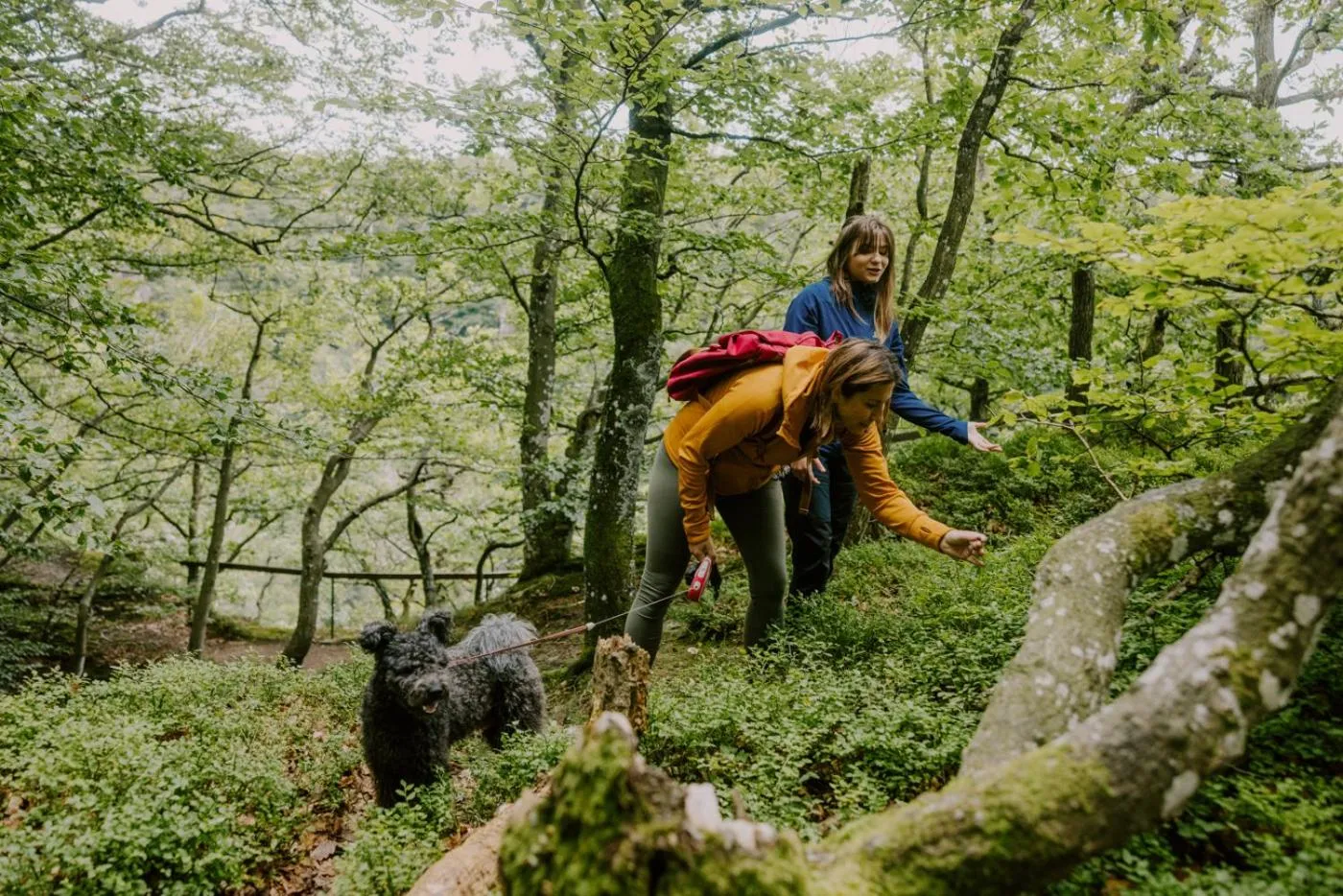 Natural landscape in STF Villa Söderåsen B&B
