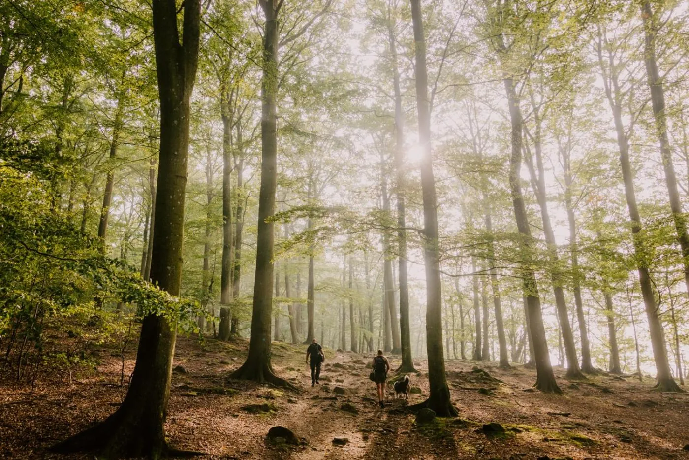 Natural landscape in STF Villa Söderåsen B&B