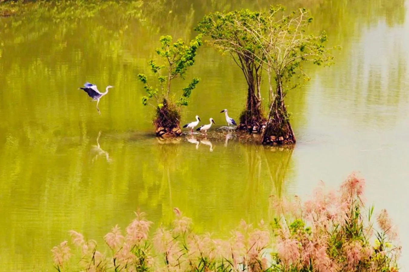 Natural landscape in Lys Homestay