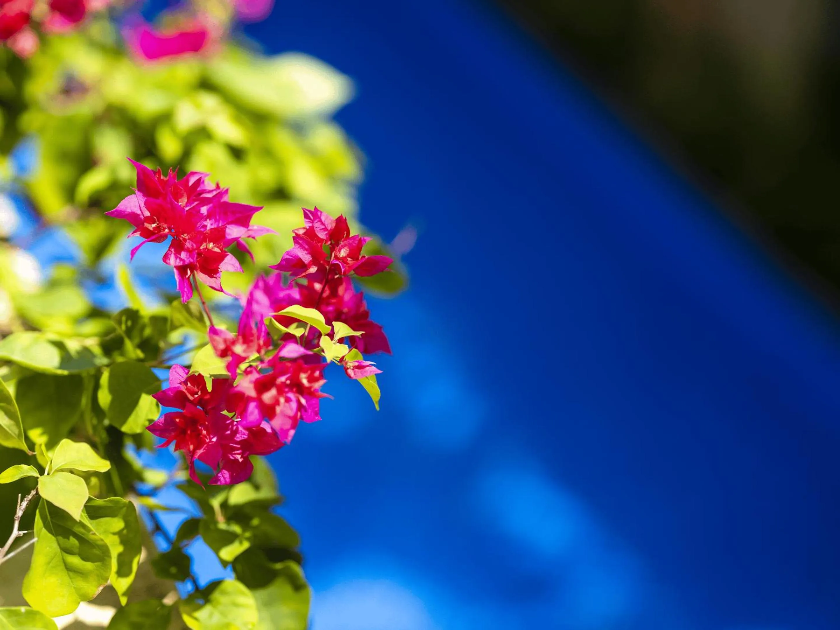 Swimming pool in Lys Homestay