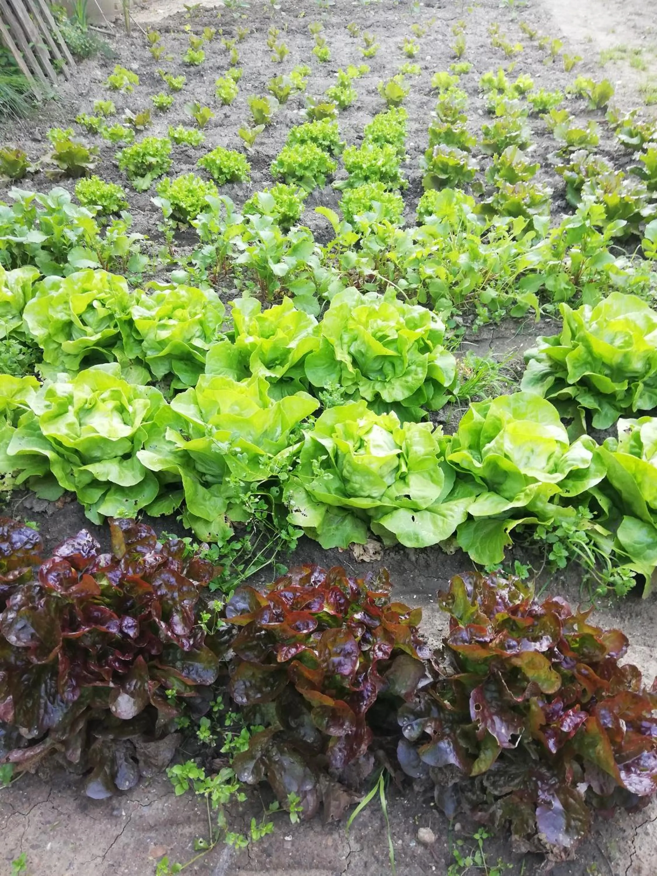 Garden in Hotel Restaurant Rose des Pyrénées
