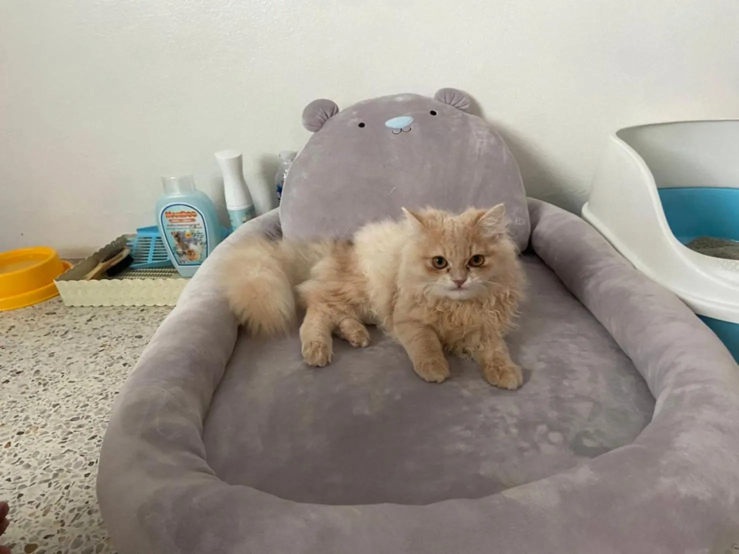 Pets in Bangsaphan Resort