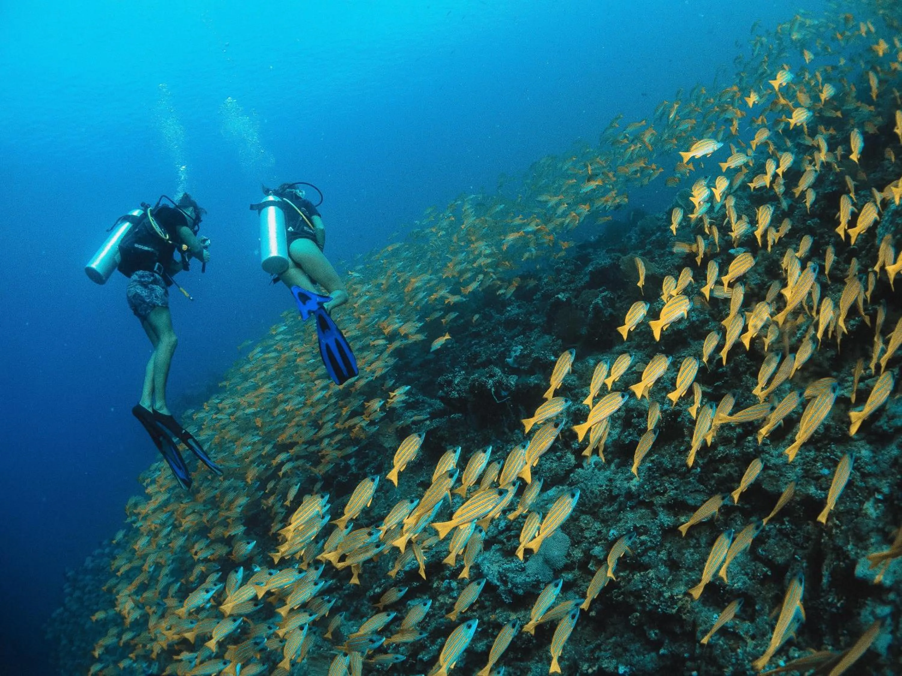 Diving in Bliss Dhigurah
