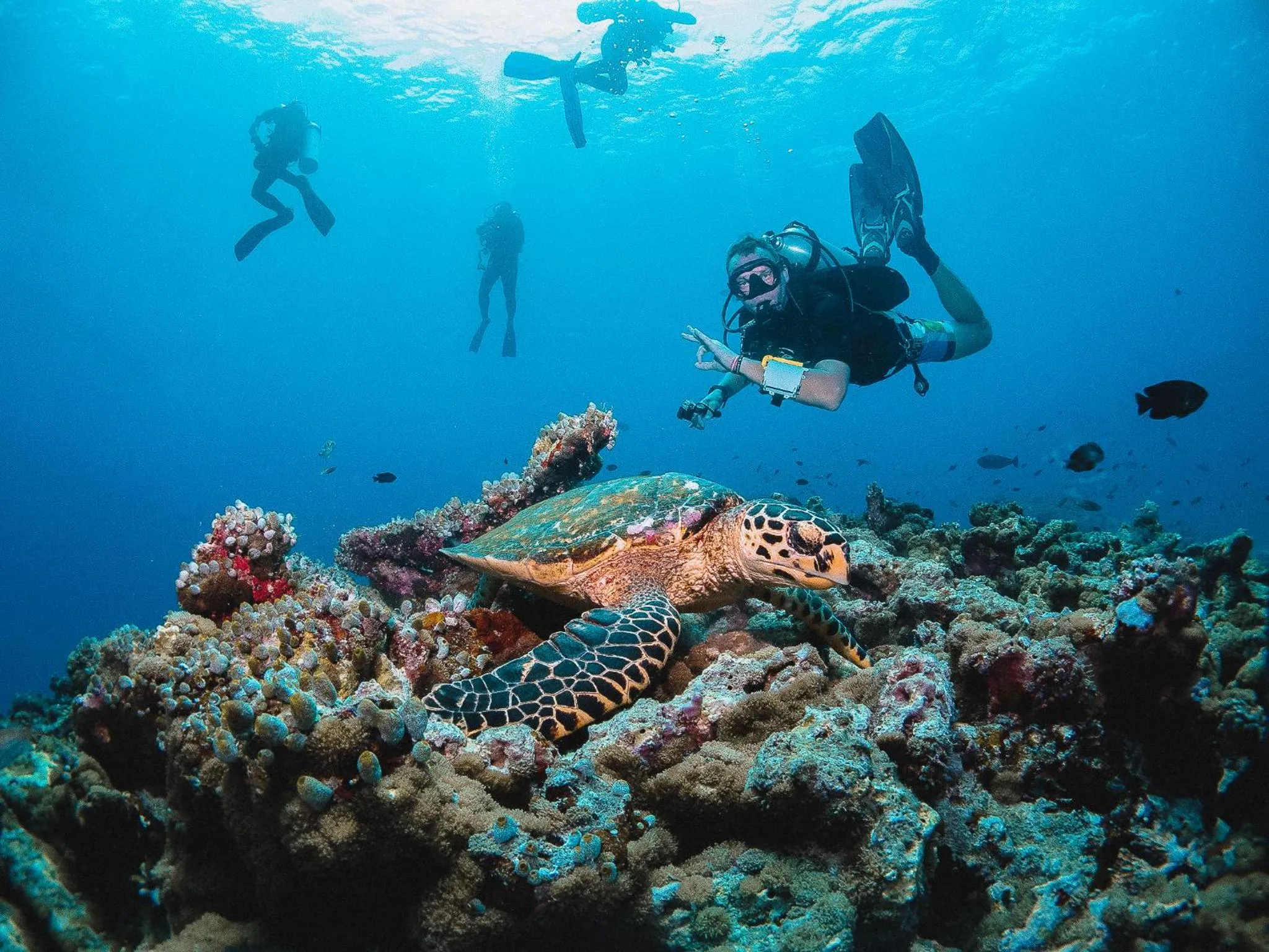 Diving in Bliss Dhigurah