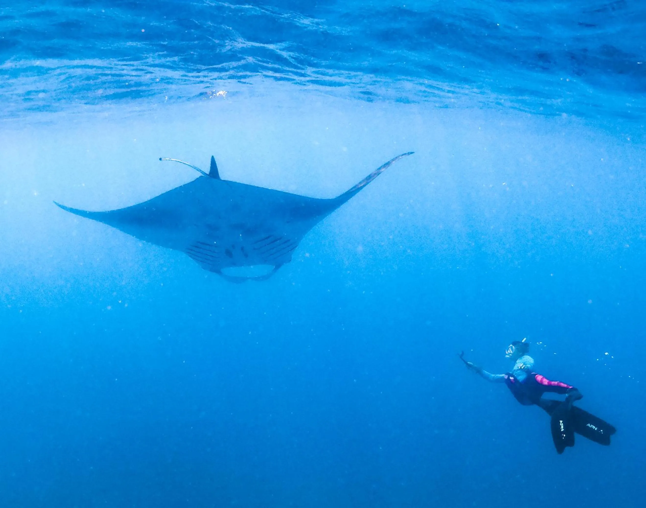 Snorkeling in Bliss Dhigurah