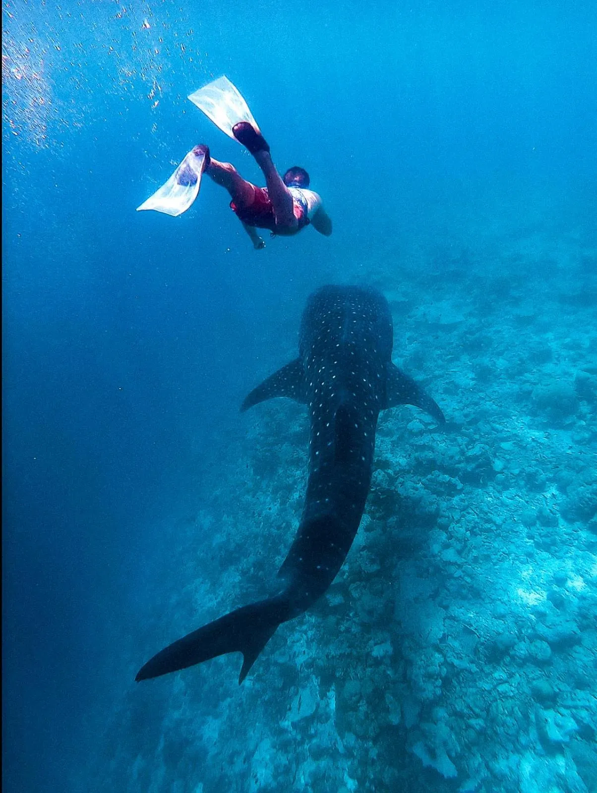 Snorkeling in Bliss Dhigurah