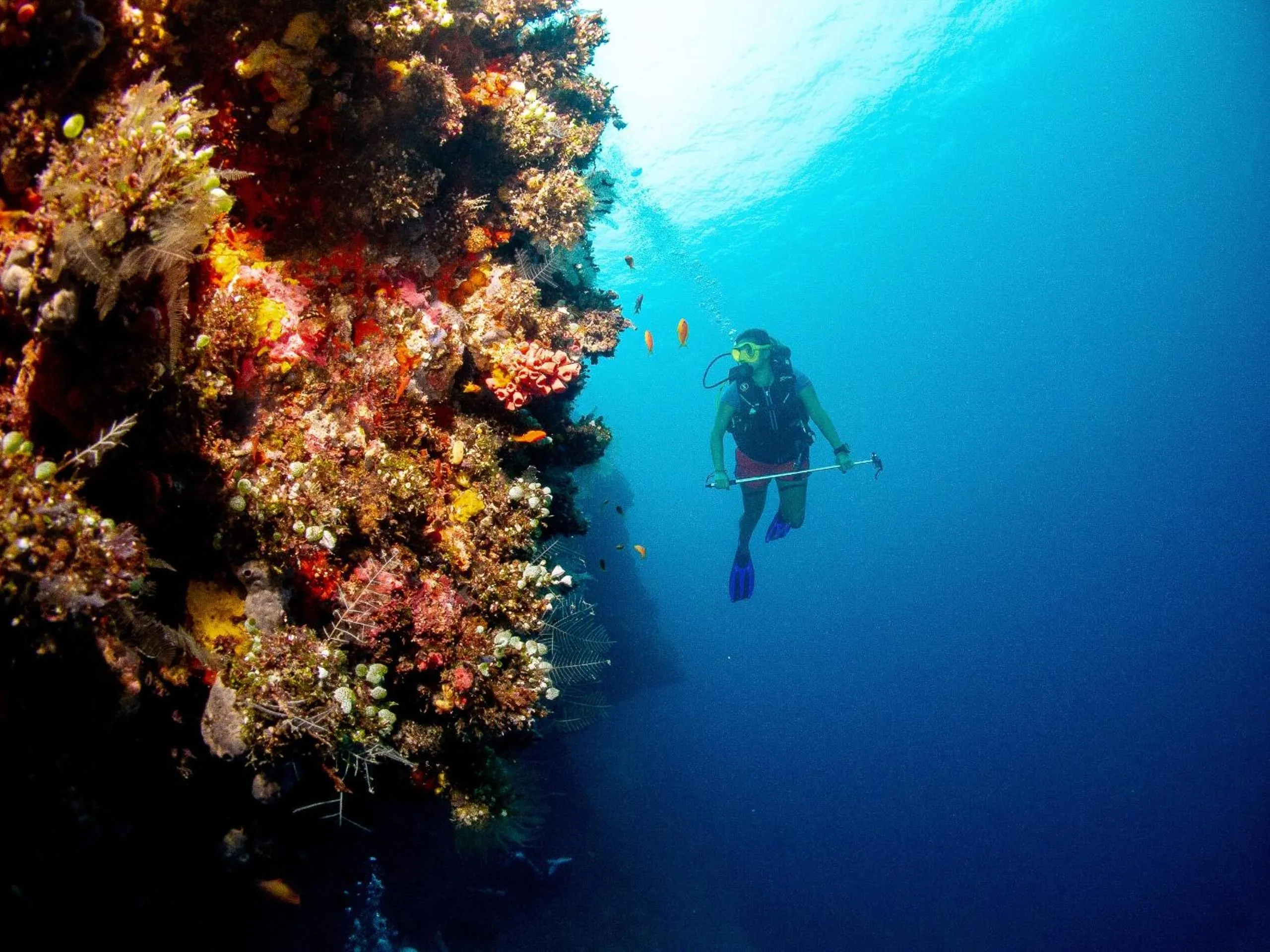 Diving in Bliss Dhigurah