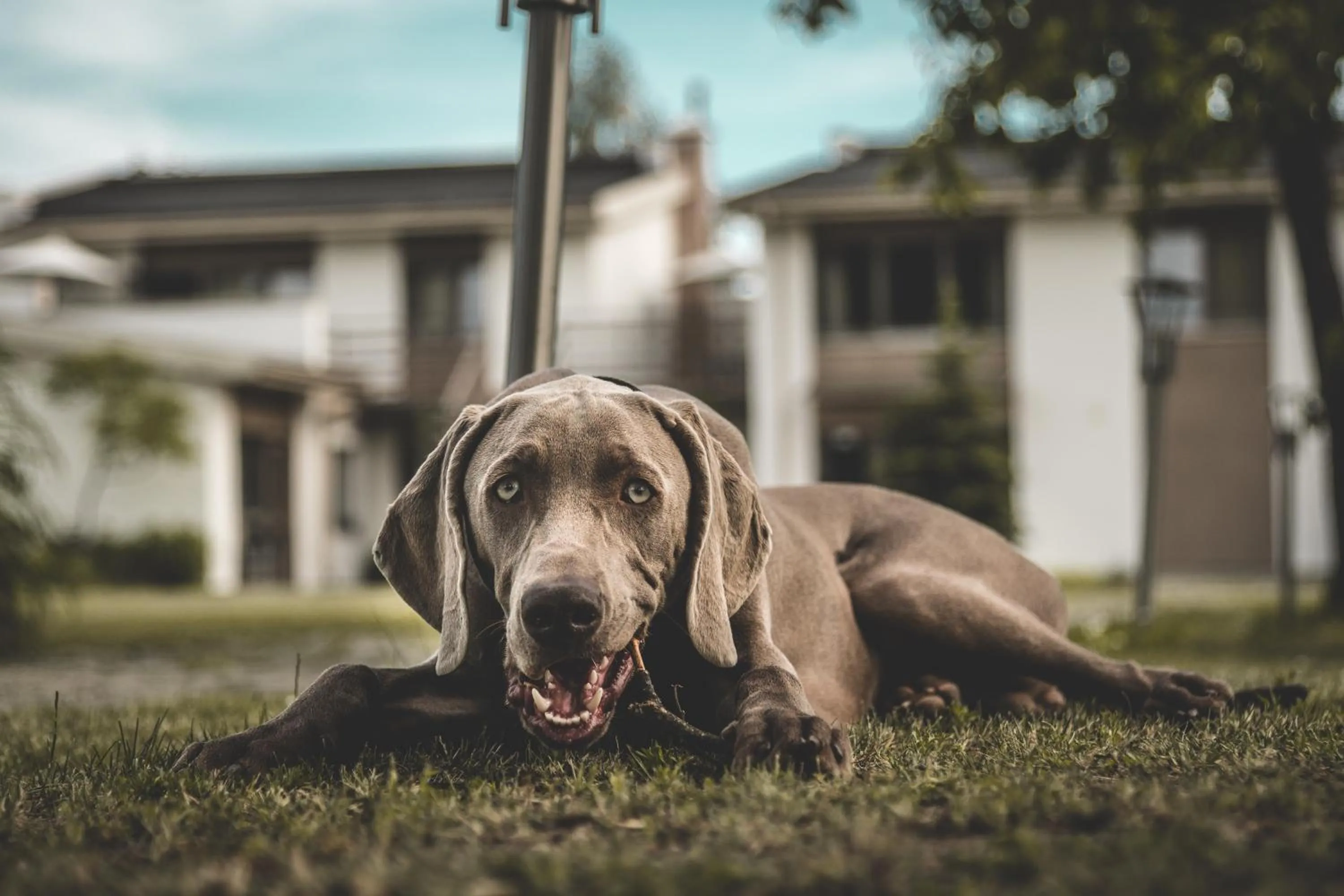 Animals in Prieka Pietura