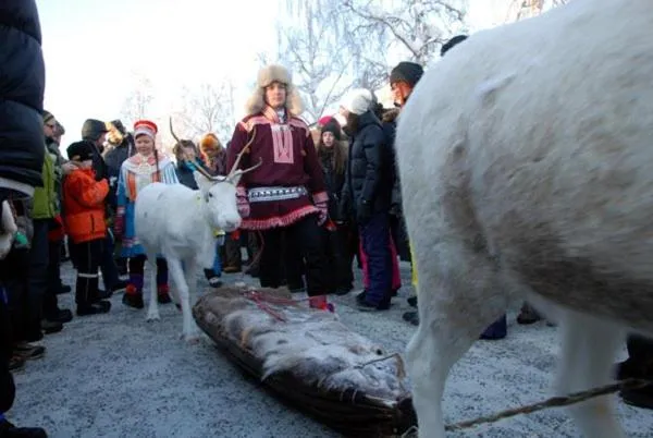 Animals in Hotel Jokkmokk
