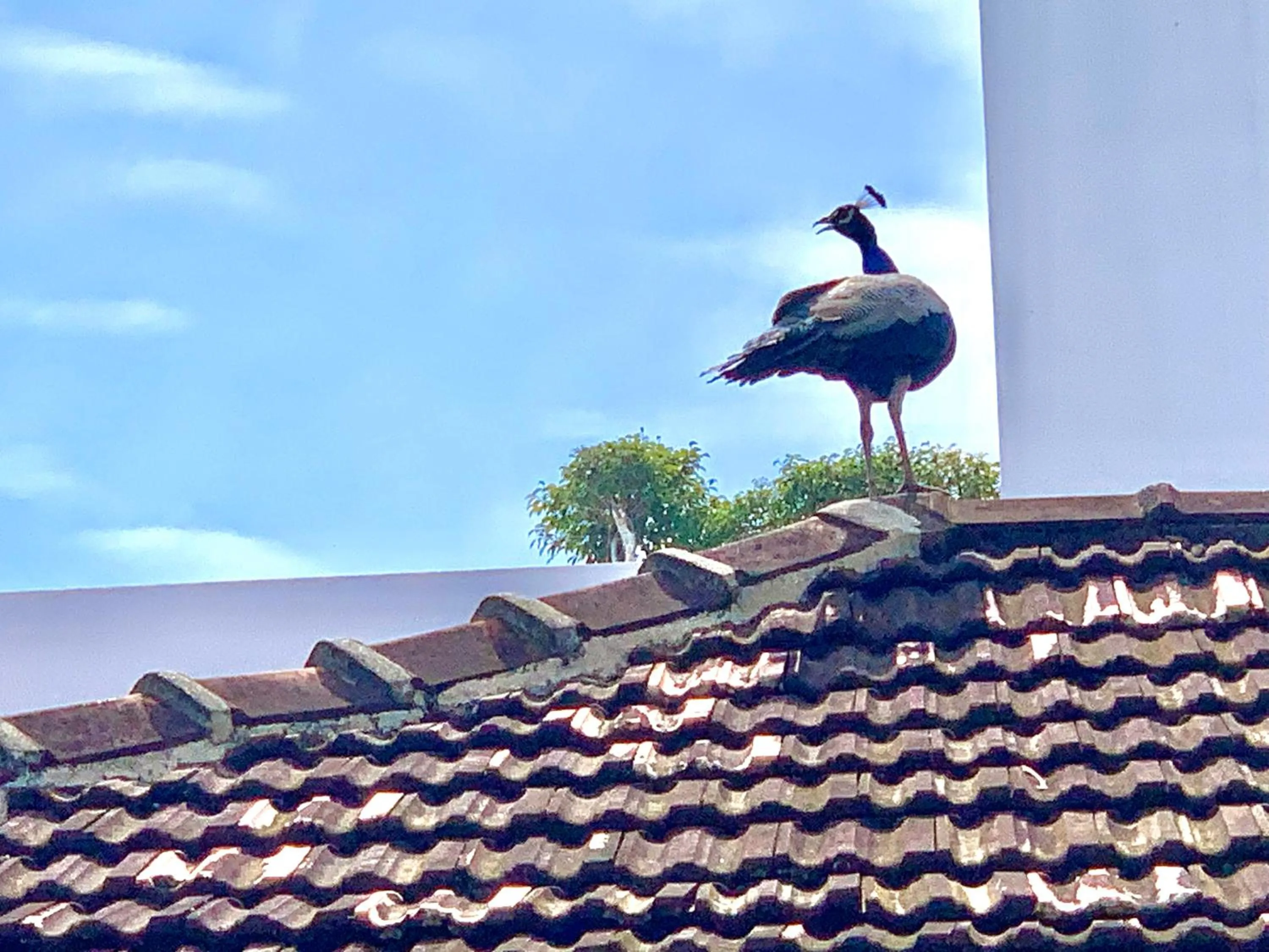 Property building in Suite Lanka