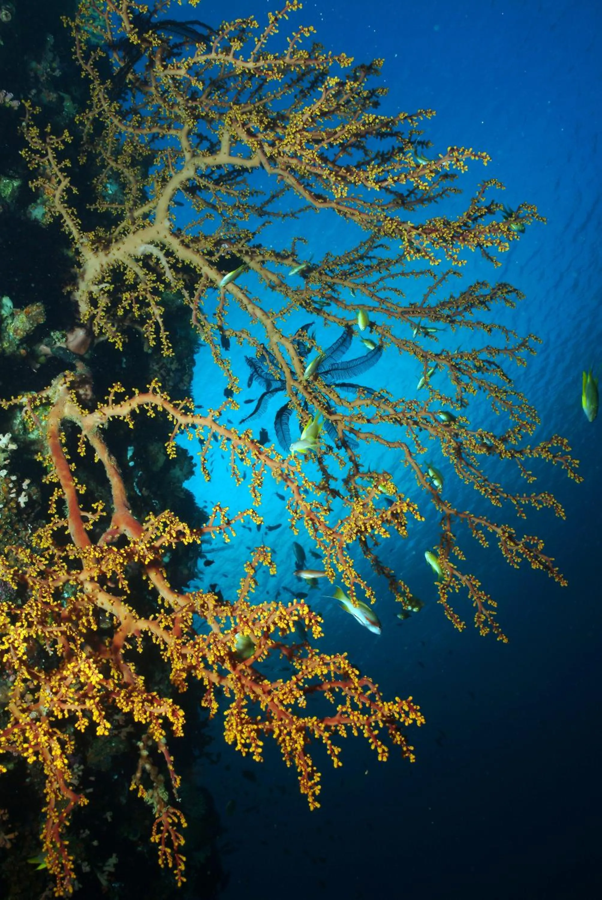 Diving in Blue Star Dive and Resort