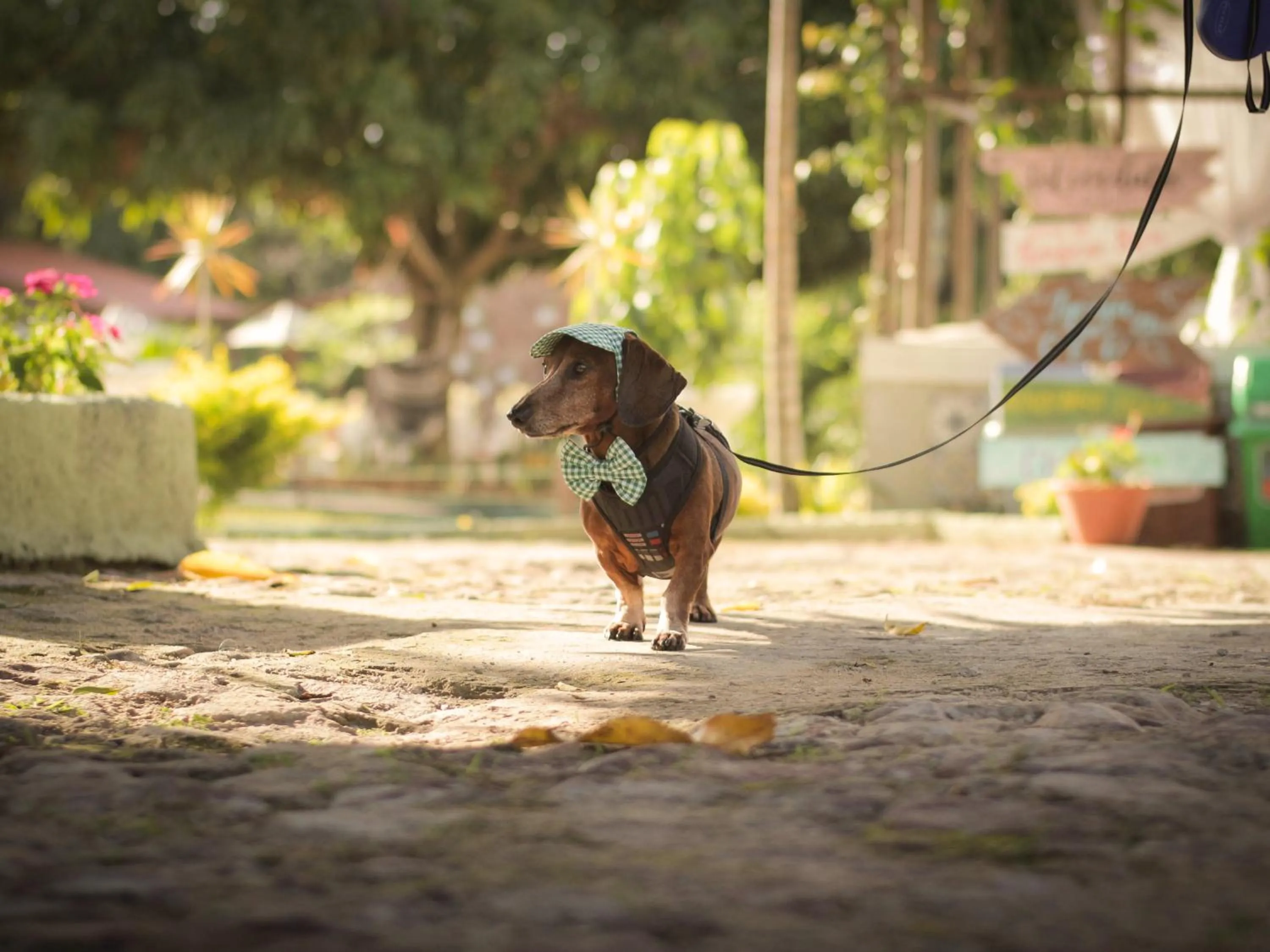 Animals in Muda Hotel