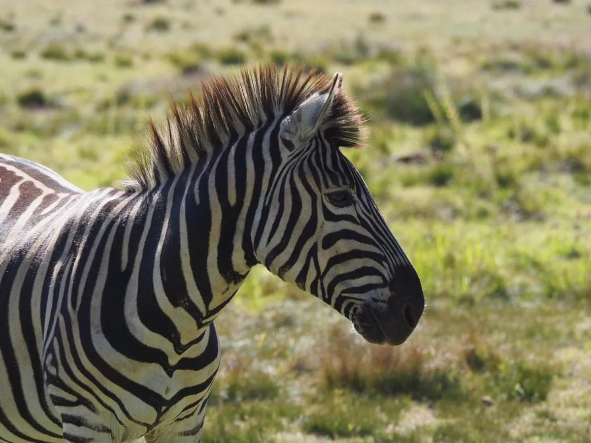 Garden in Rothman Manor