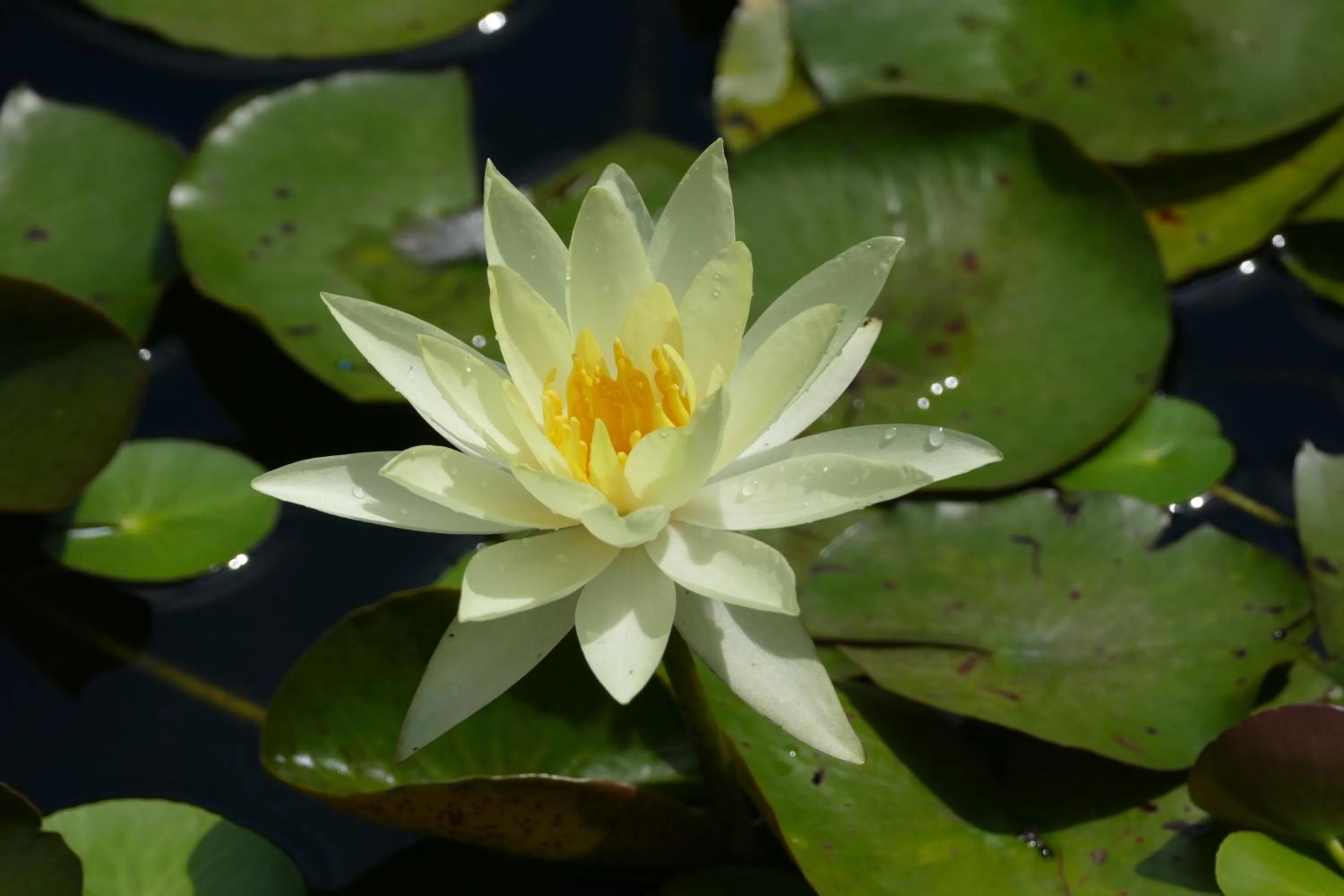 Garden in Rothman Manor
