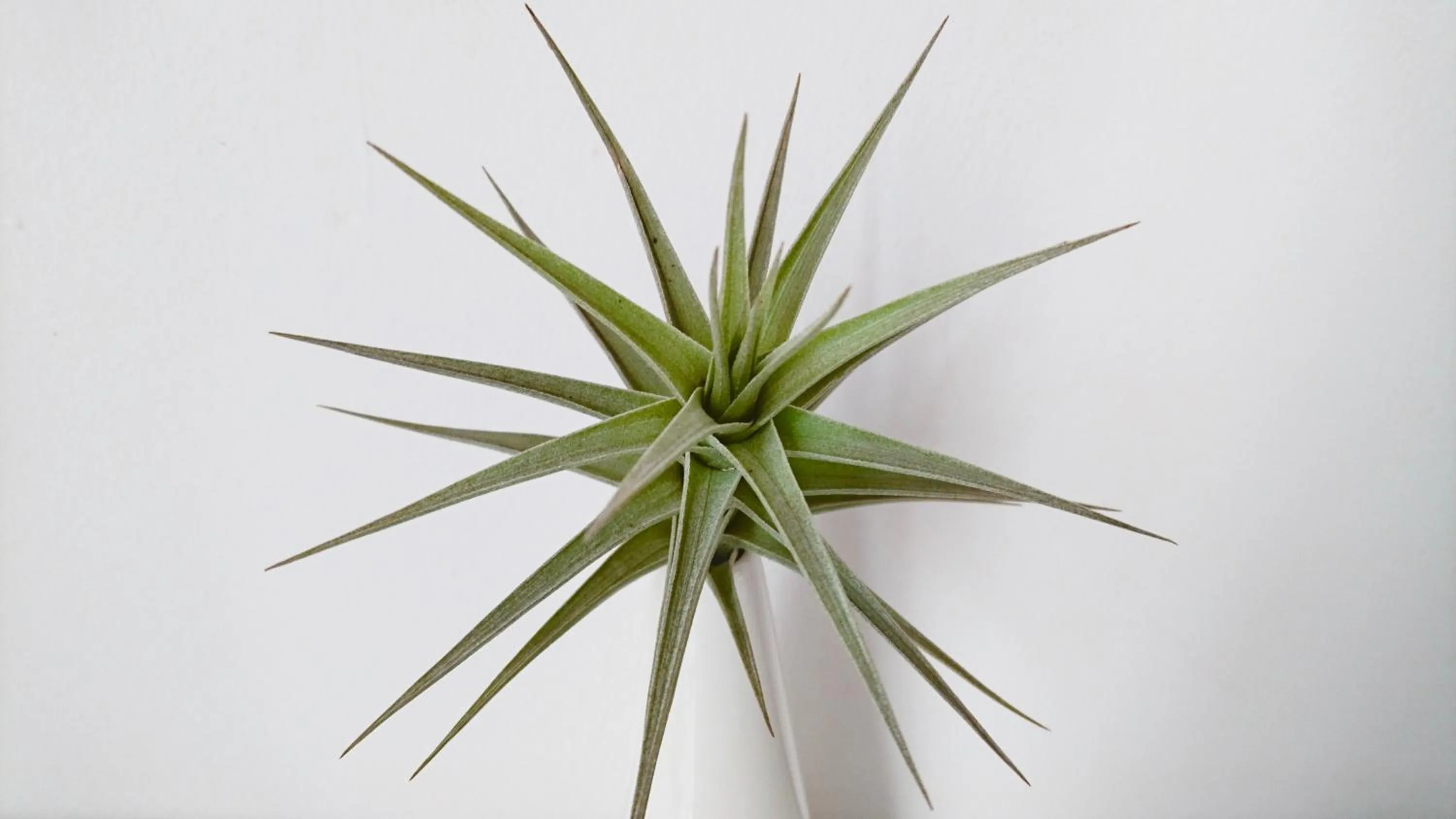 Decorative detail in Rothman Manor