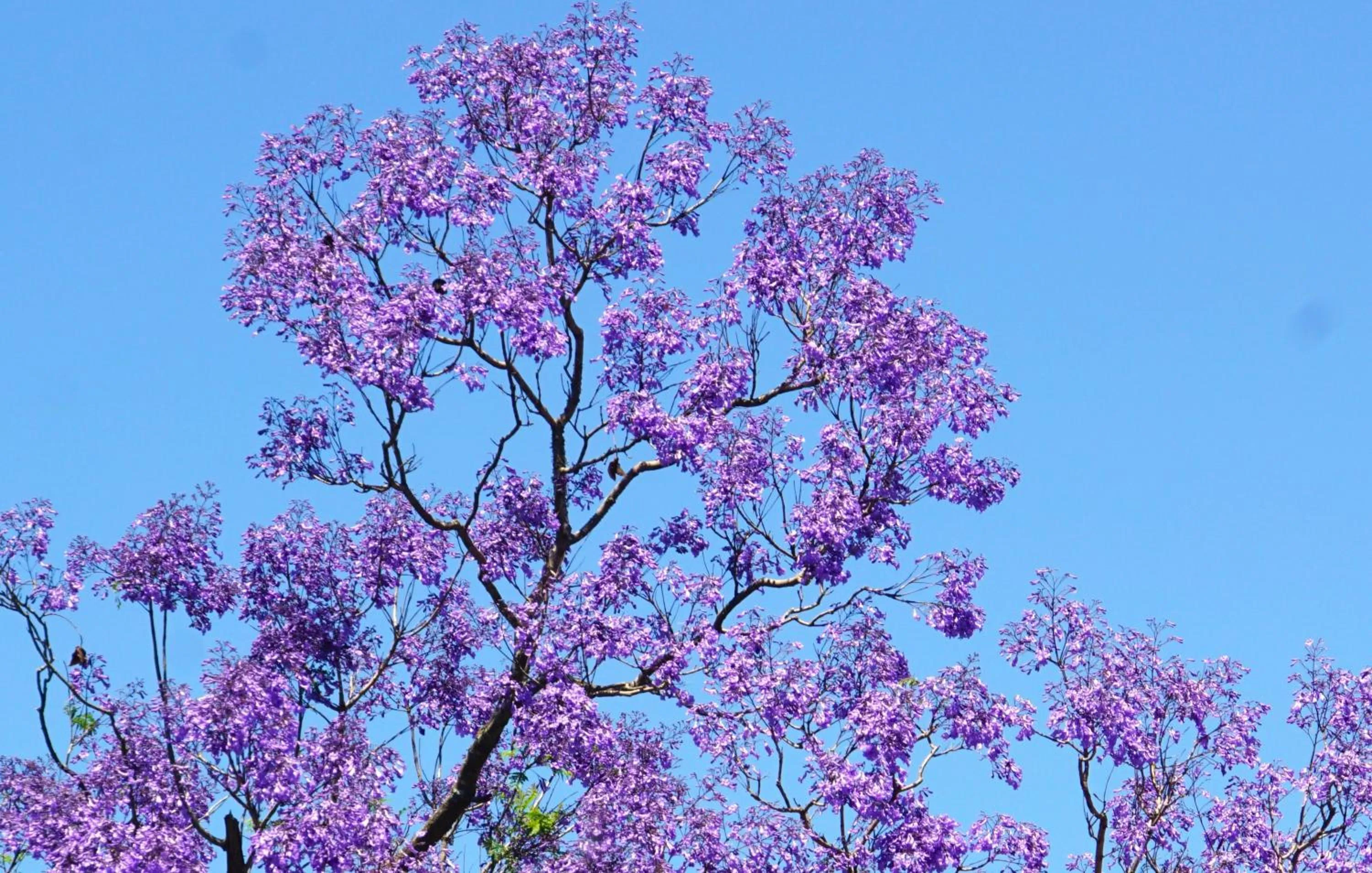 Garden in Swellendam Country Lodge - Guest House - B&B