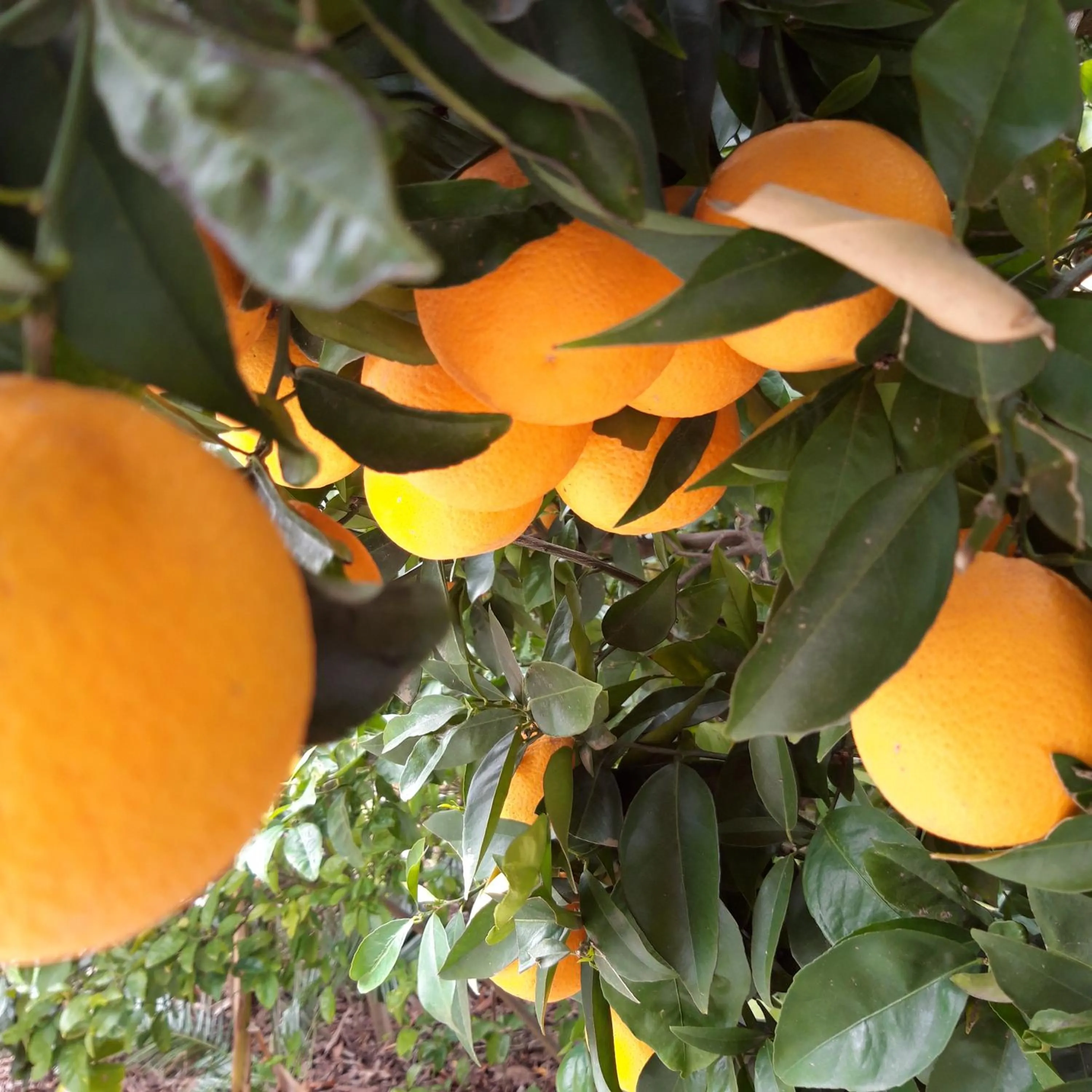 Winter in Swellendam Country Lodge - Guest House - B&B