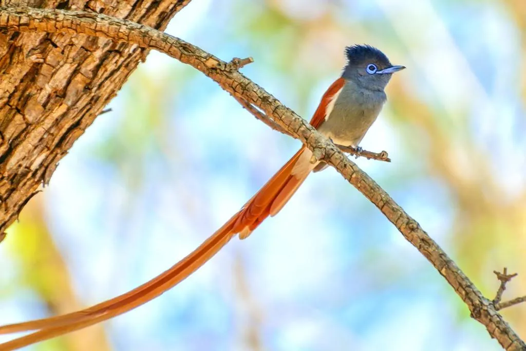 Animals in Swellendam Country Lodge - Guest House - B&B