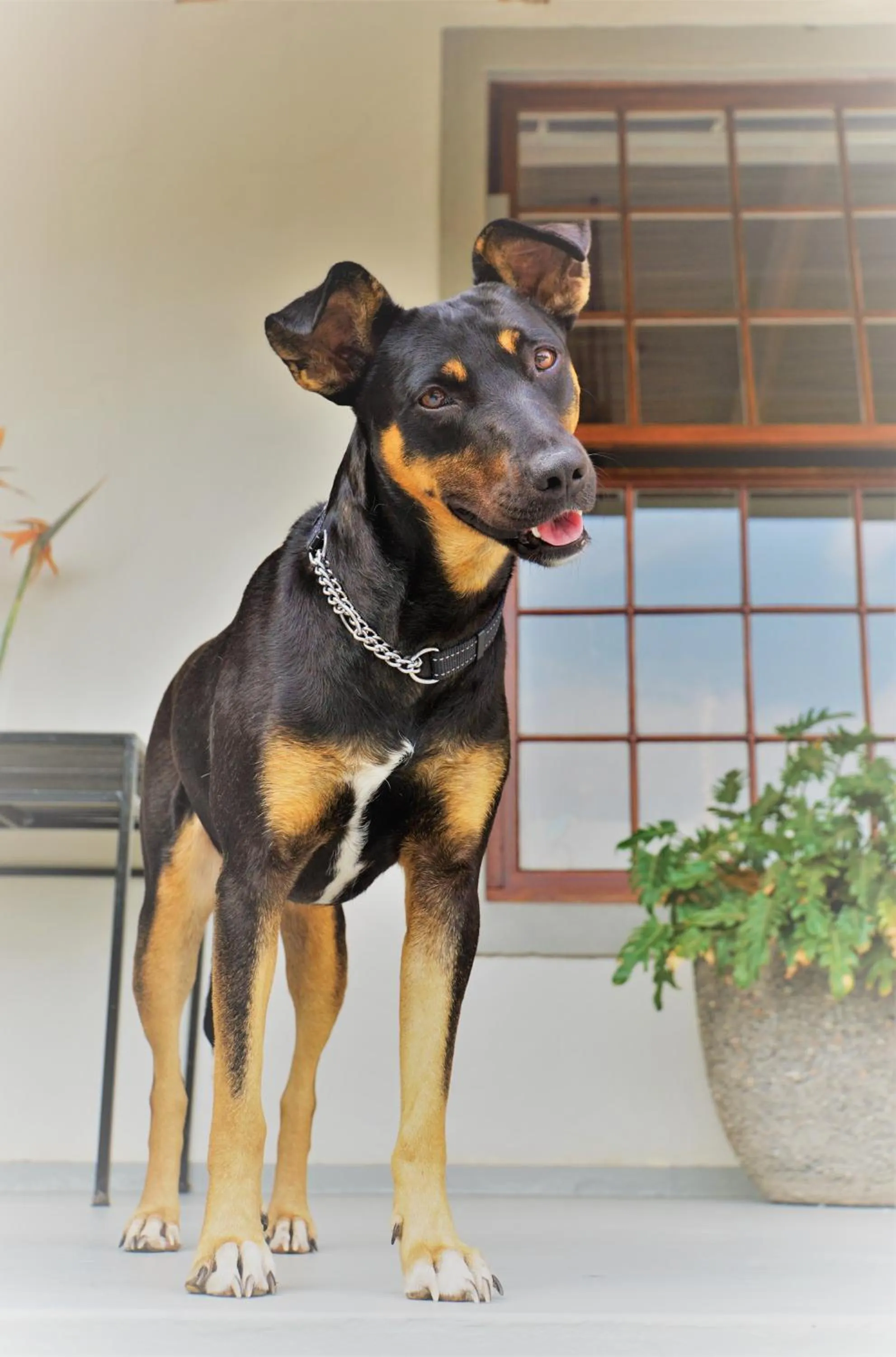 Pets in Swellendam Country Lodge - Guest House - B&B