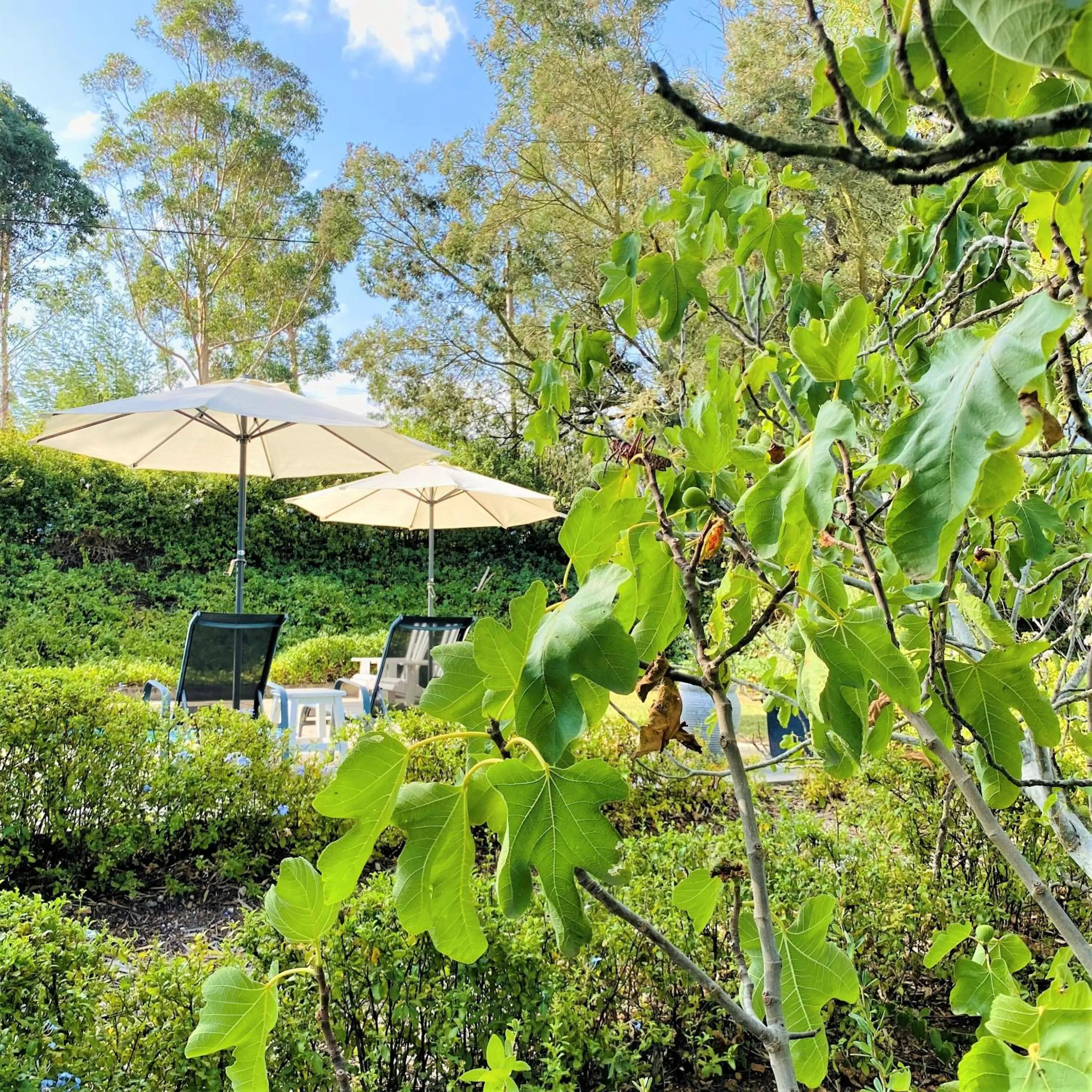 Garden in Swellendam Country Lodge - Guest House - B&B
