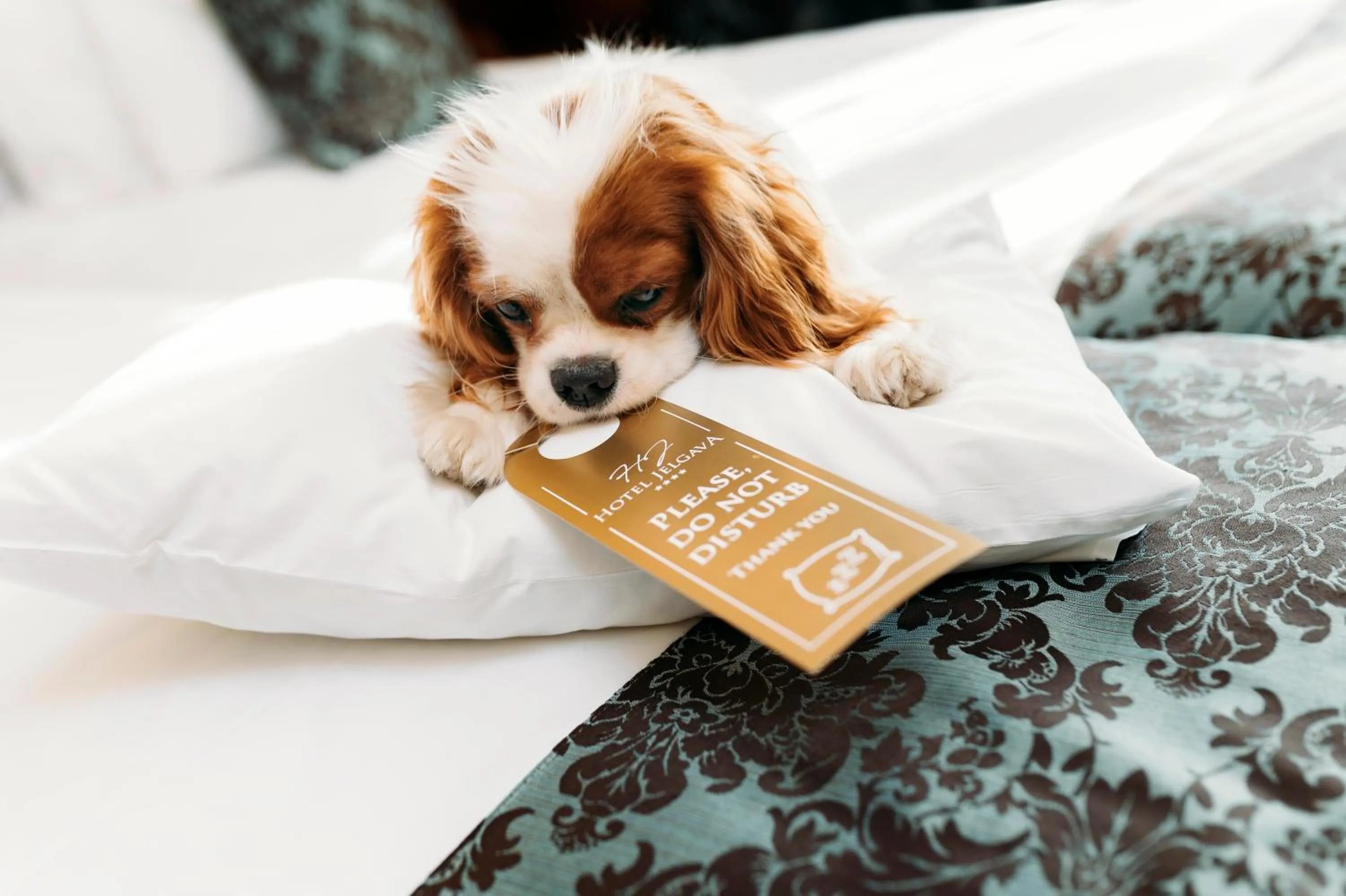 Pets, Bed in Hotel Jelgava