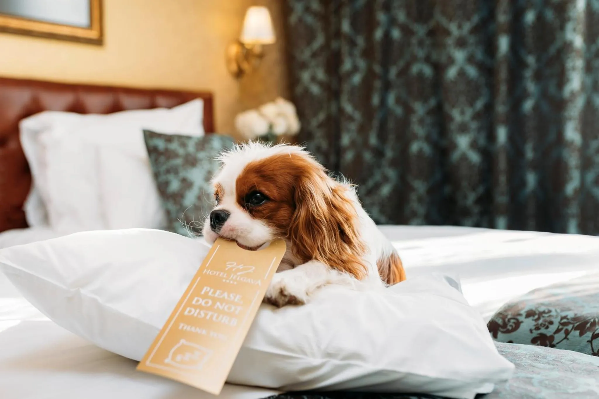 Pets, Bed in Hotel Jelgava
