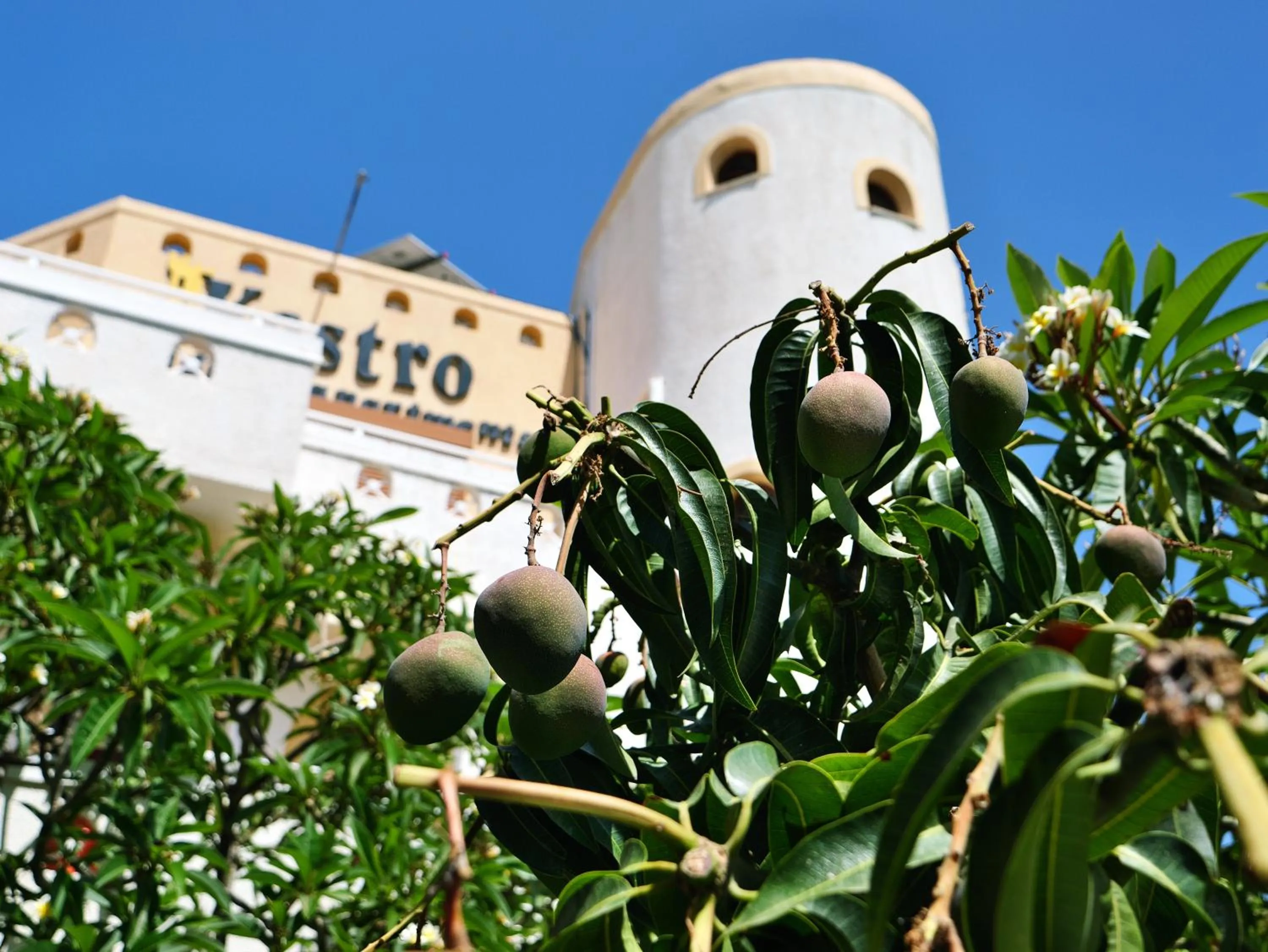 Garden in Kastro Studios Apartments