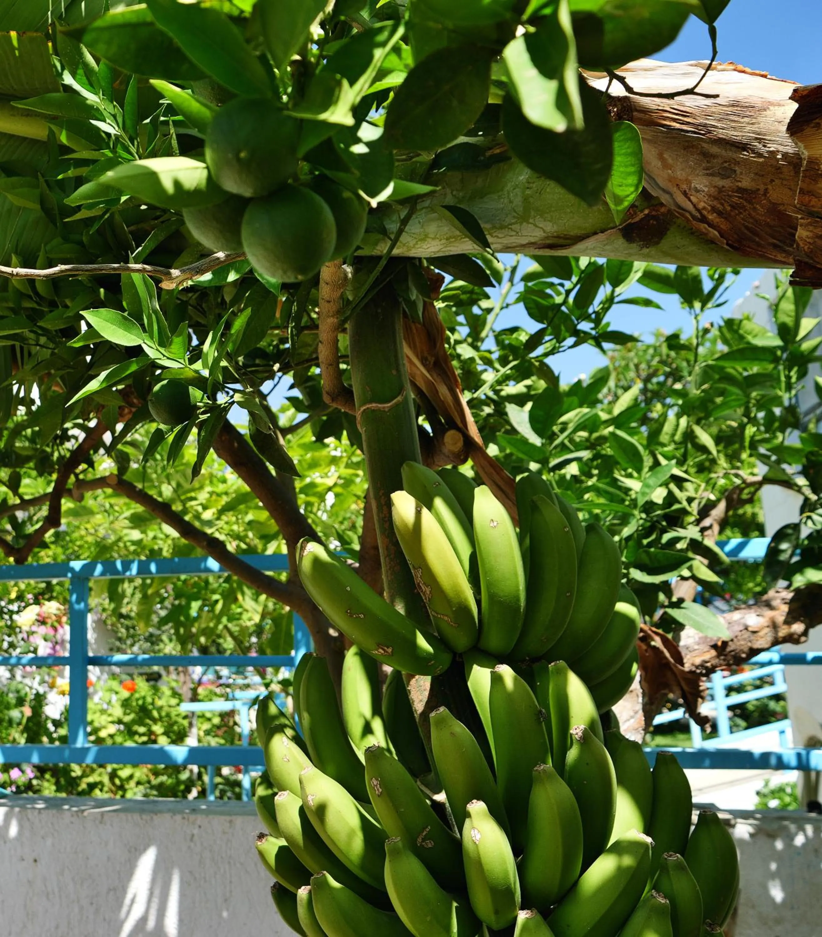 Garden in Kastro Studios Apartments