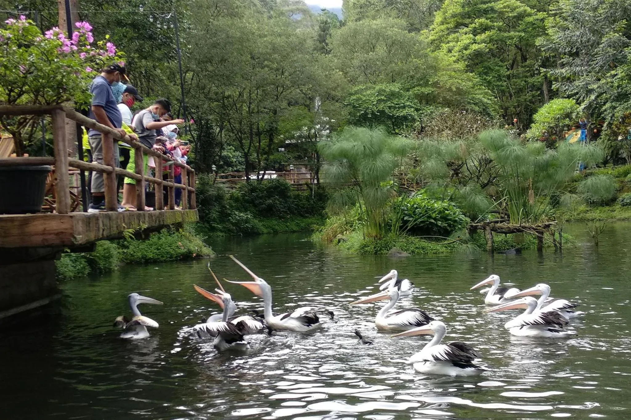 Activities in Safari Resort