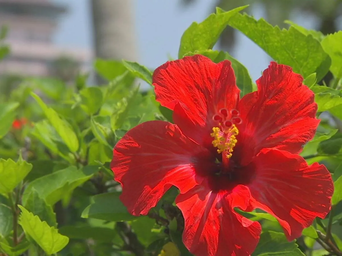Garden in Ibusuki Iwasaki Hotel