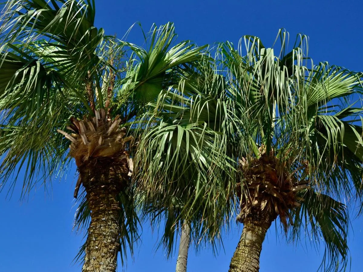 Location in Ibusuki Iwasaki Hotel