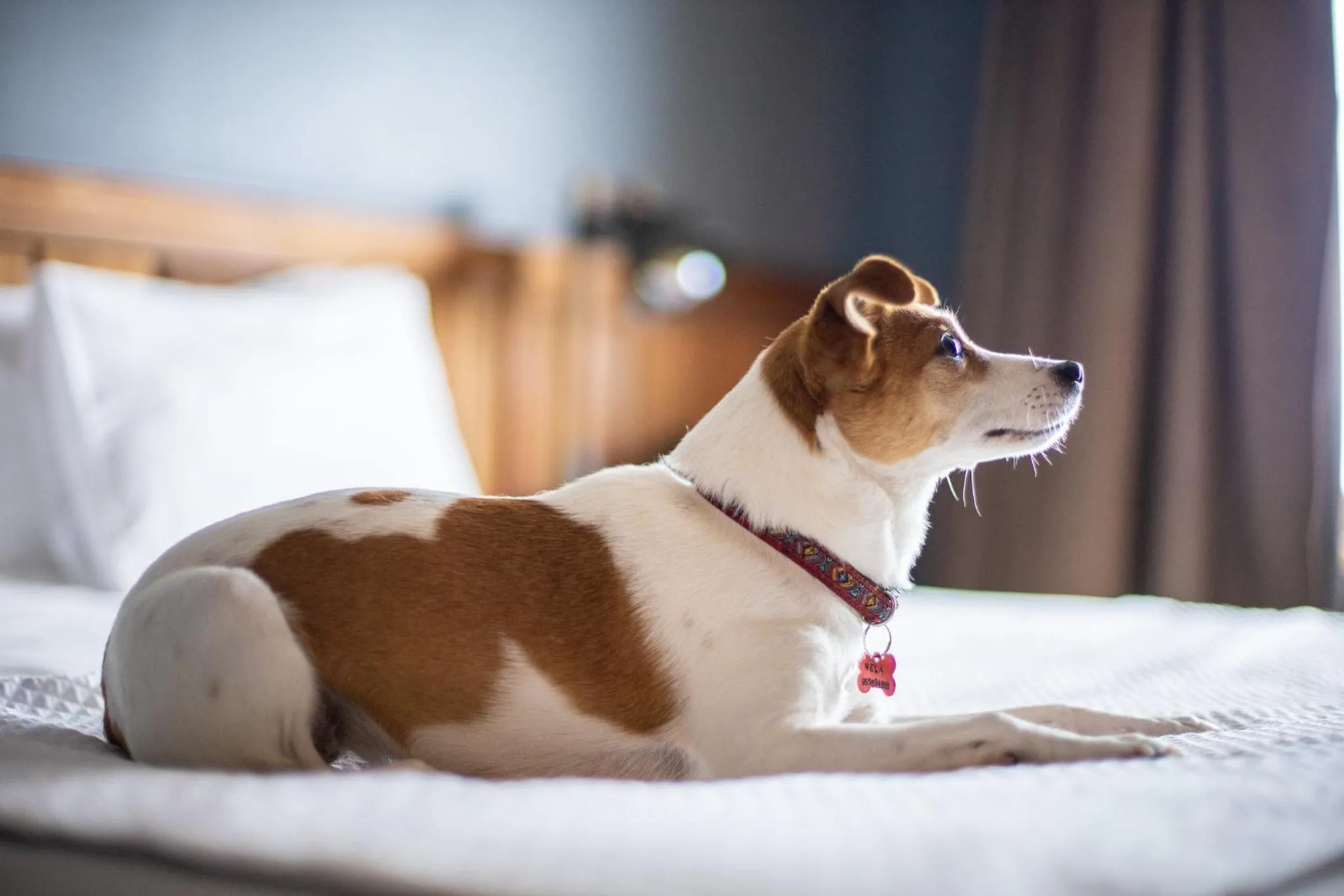 Pets, Bed in Hotel Bellavista