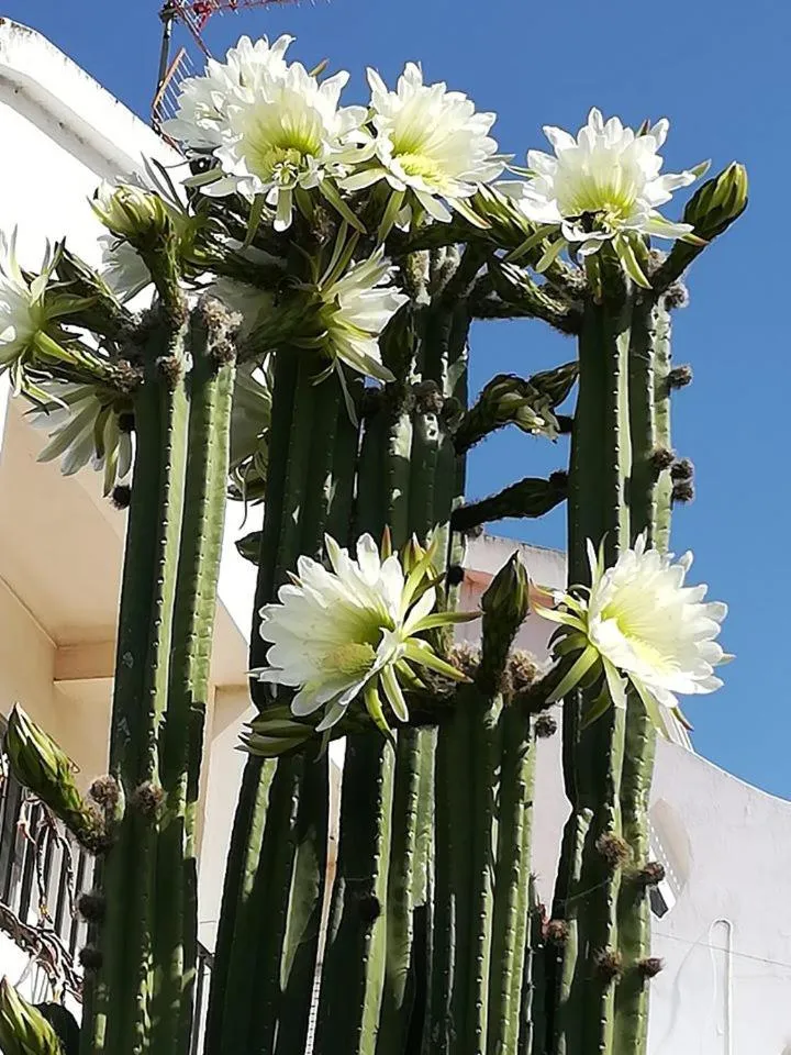 Garden view in Guesthouse A Lareira