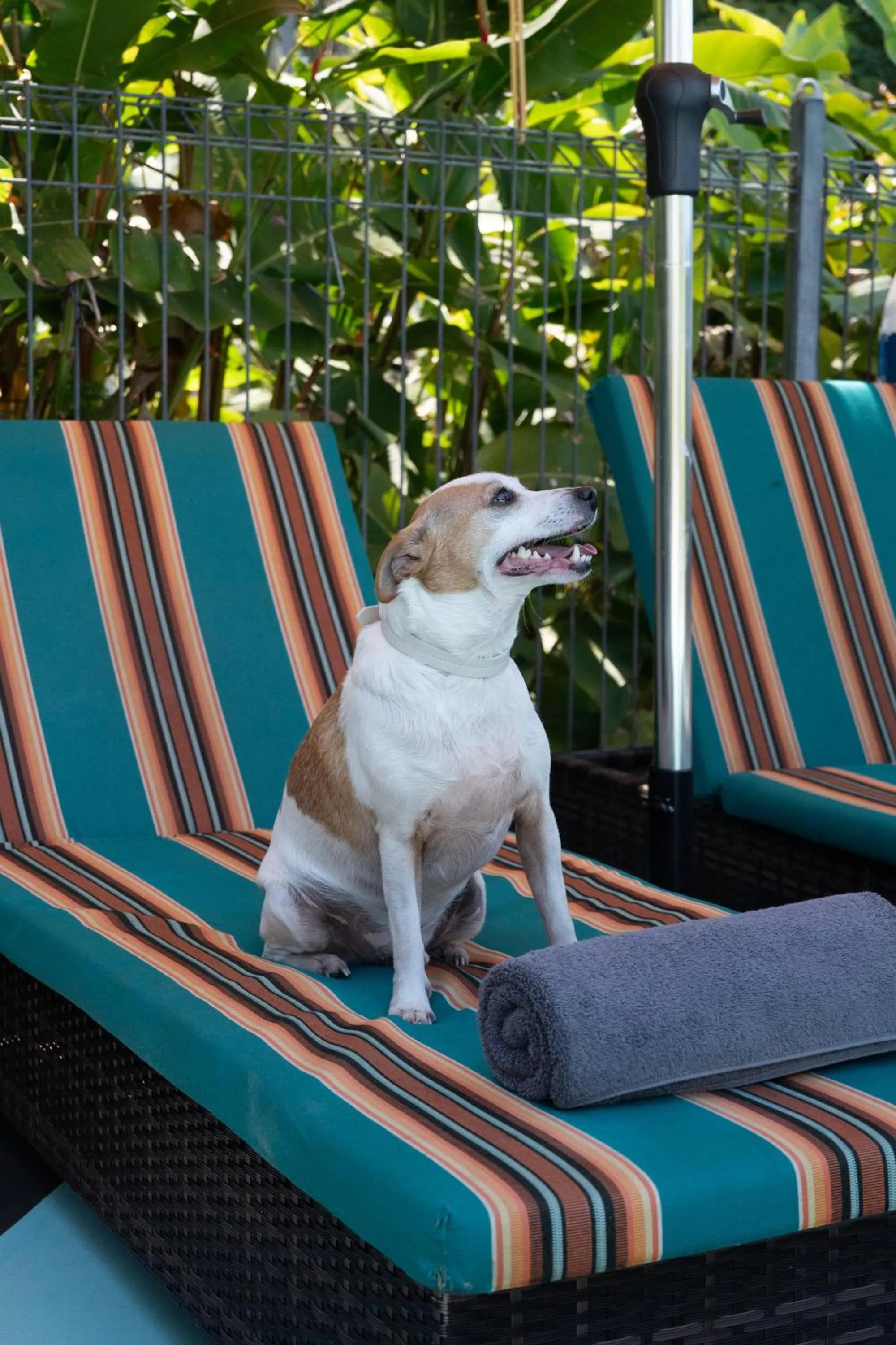 Pets in Stay Kerikeri