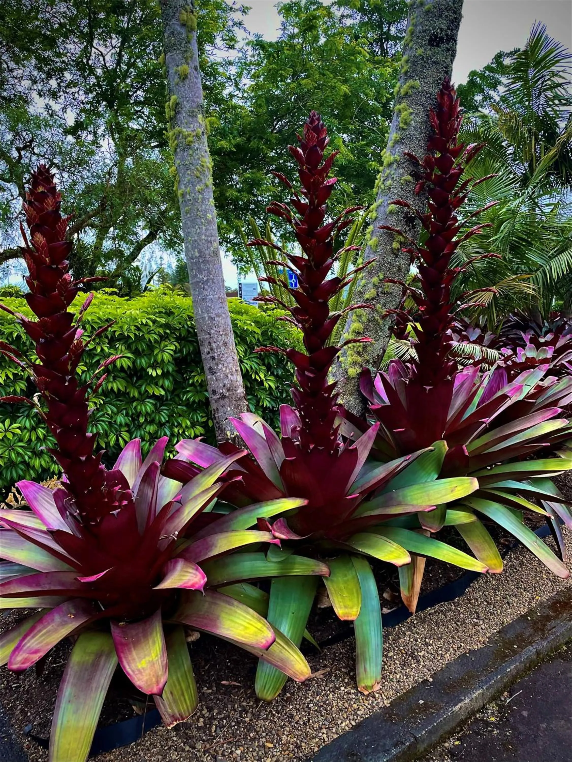 Garden in Stay Kerikeri