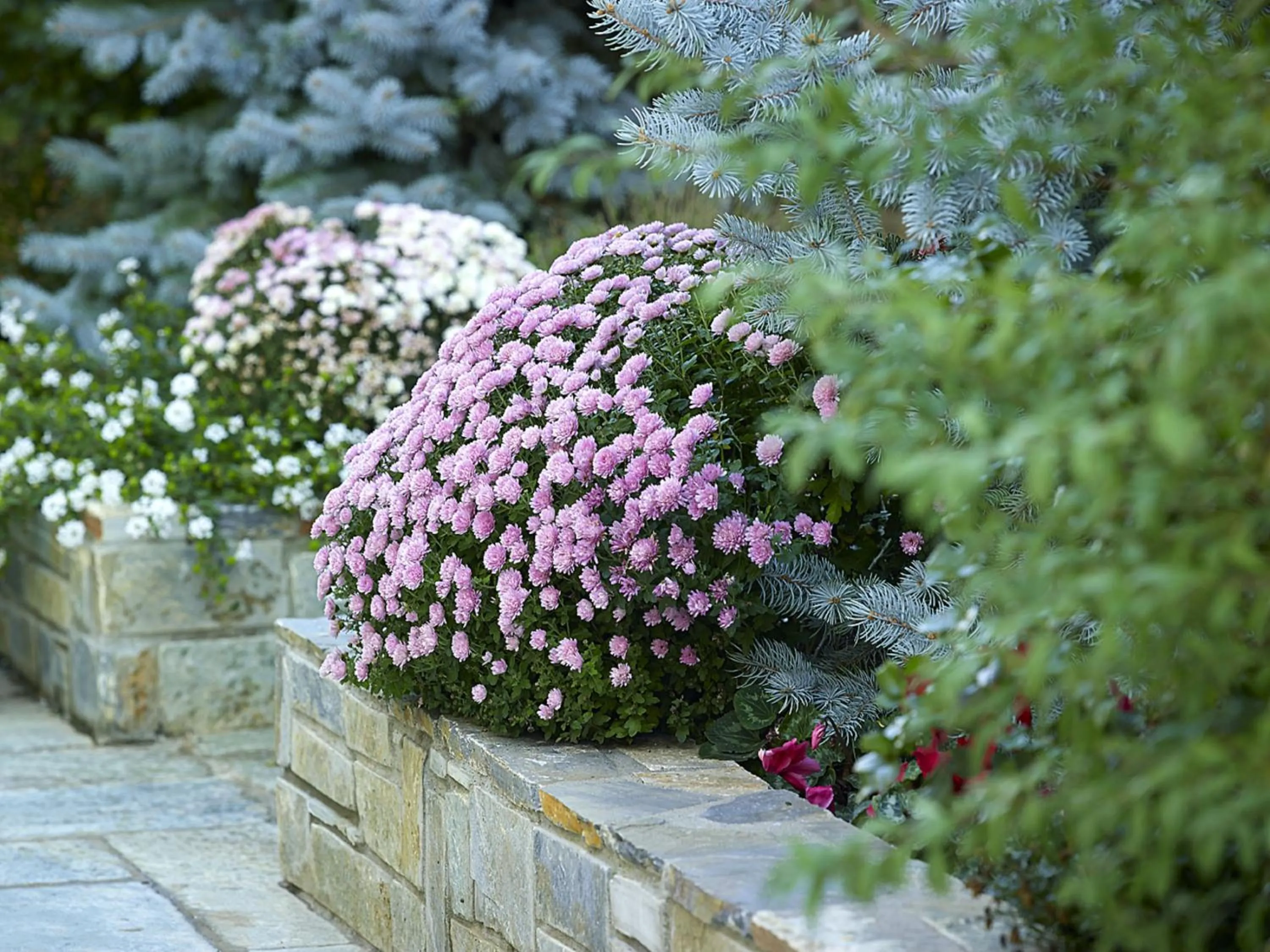 Garden in Stevalia Hotel & Spa