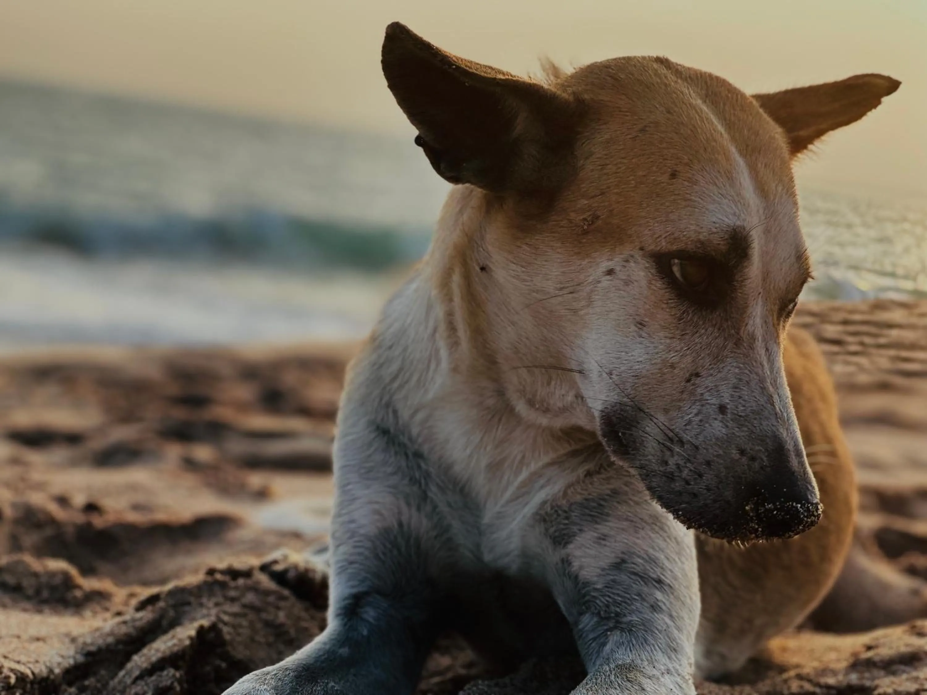 Rekawa Turtle Gate Hotel