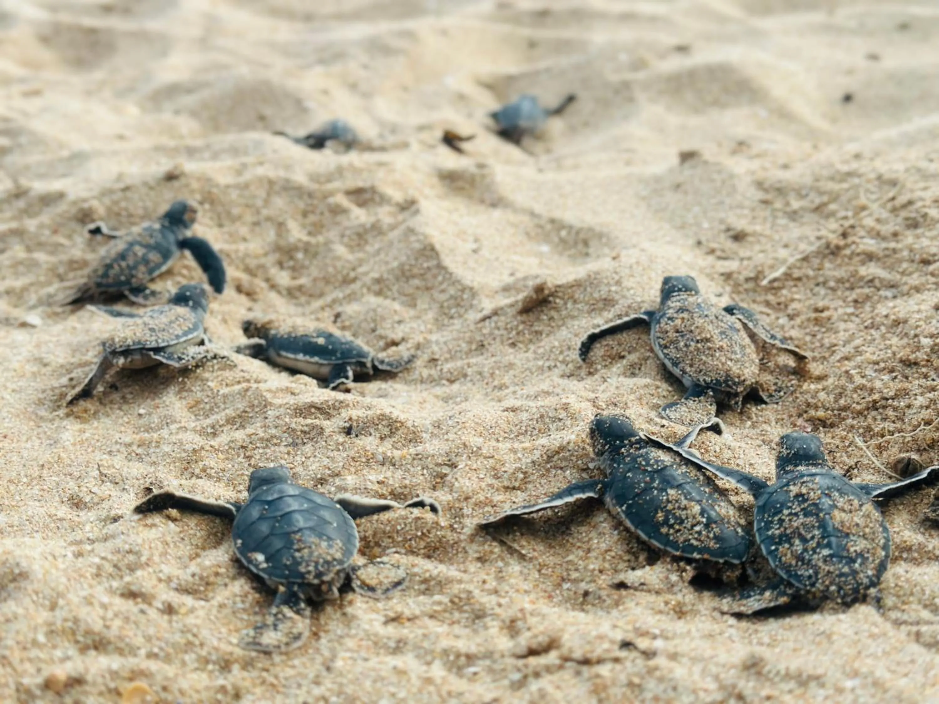 Natural landscape in Rekawa Turtle Gate Hotel