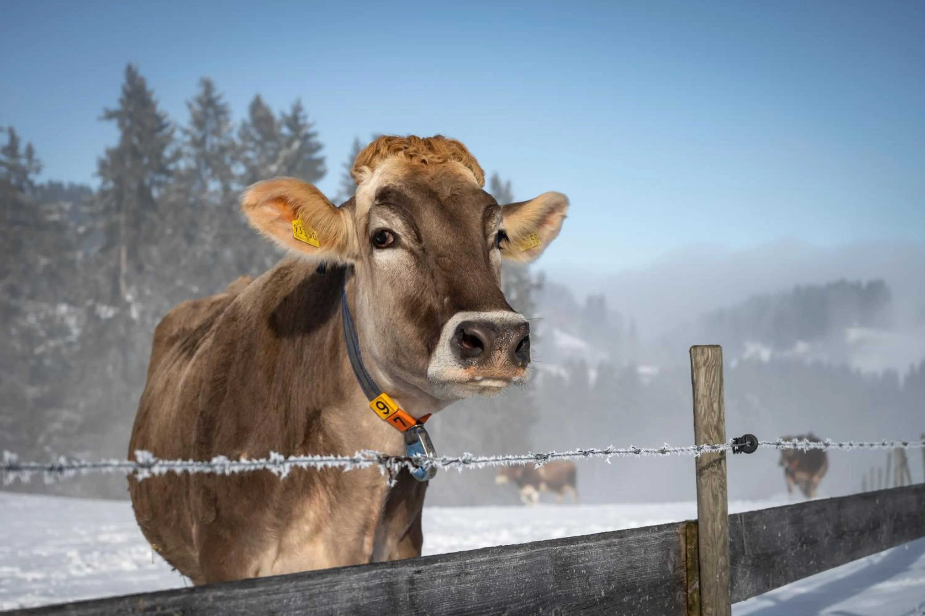 Natural landscape in Hotel Alpenglühn