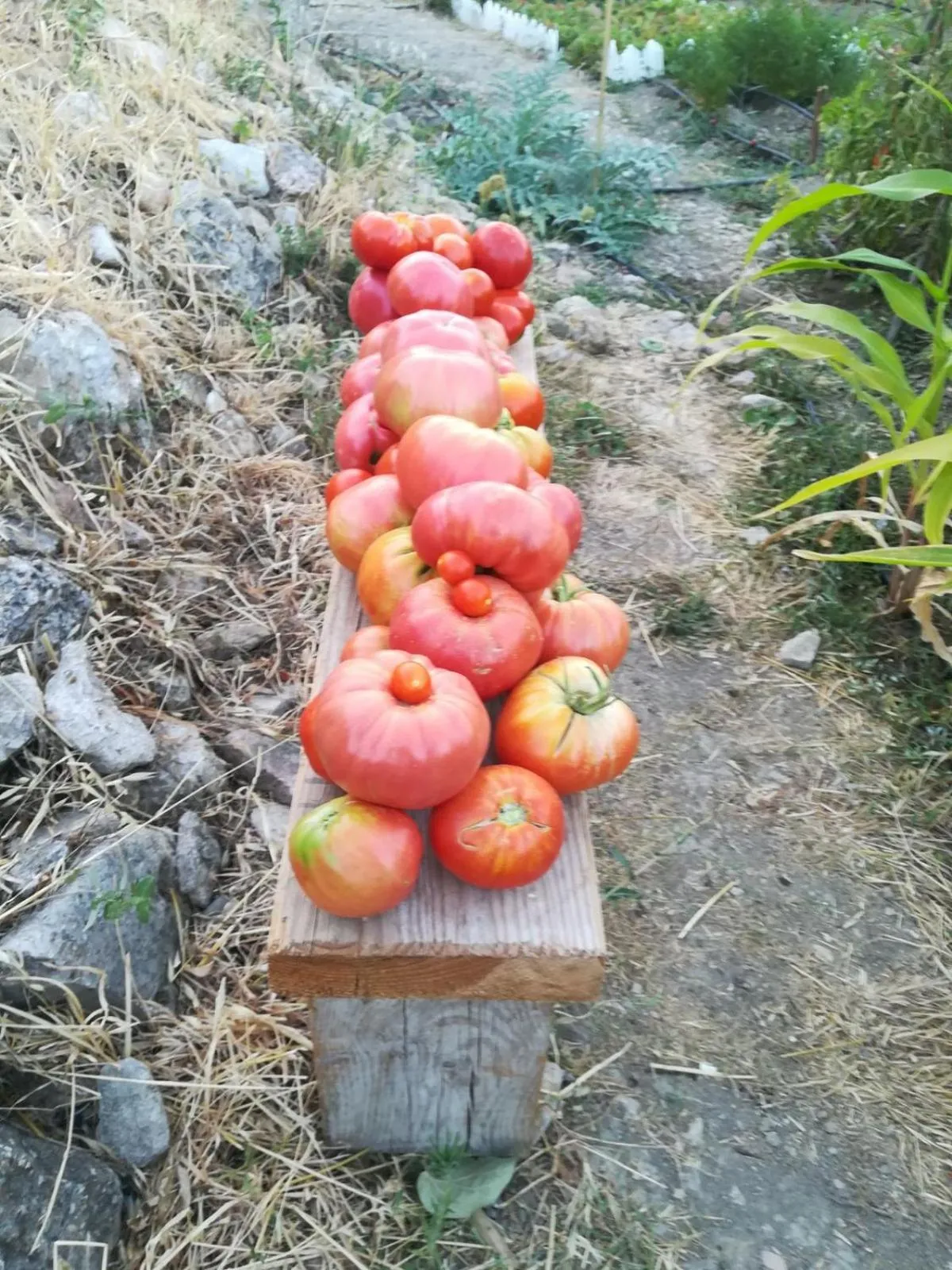 Continental breakfast in Salvatierra Guest House