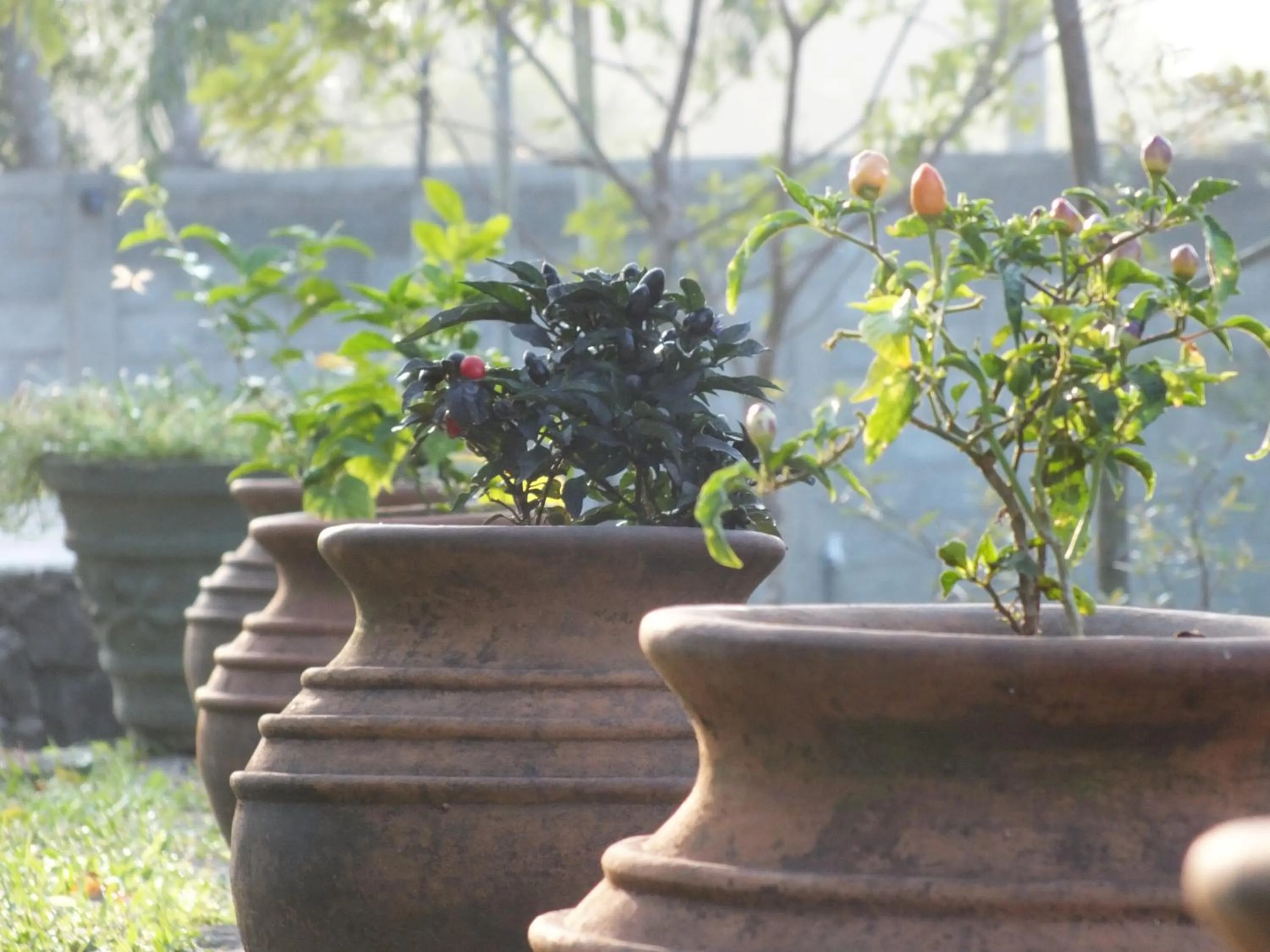 Garden view in Amelia Resort