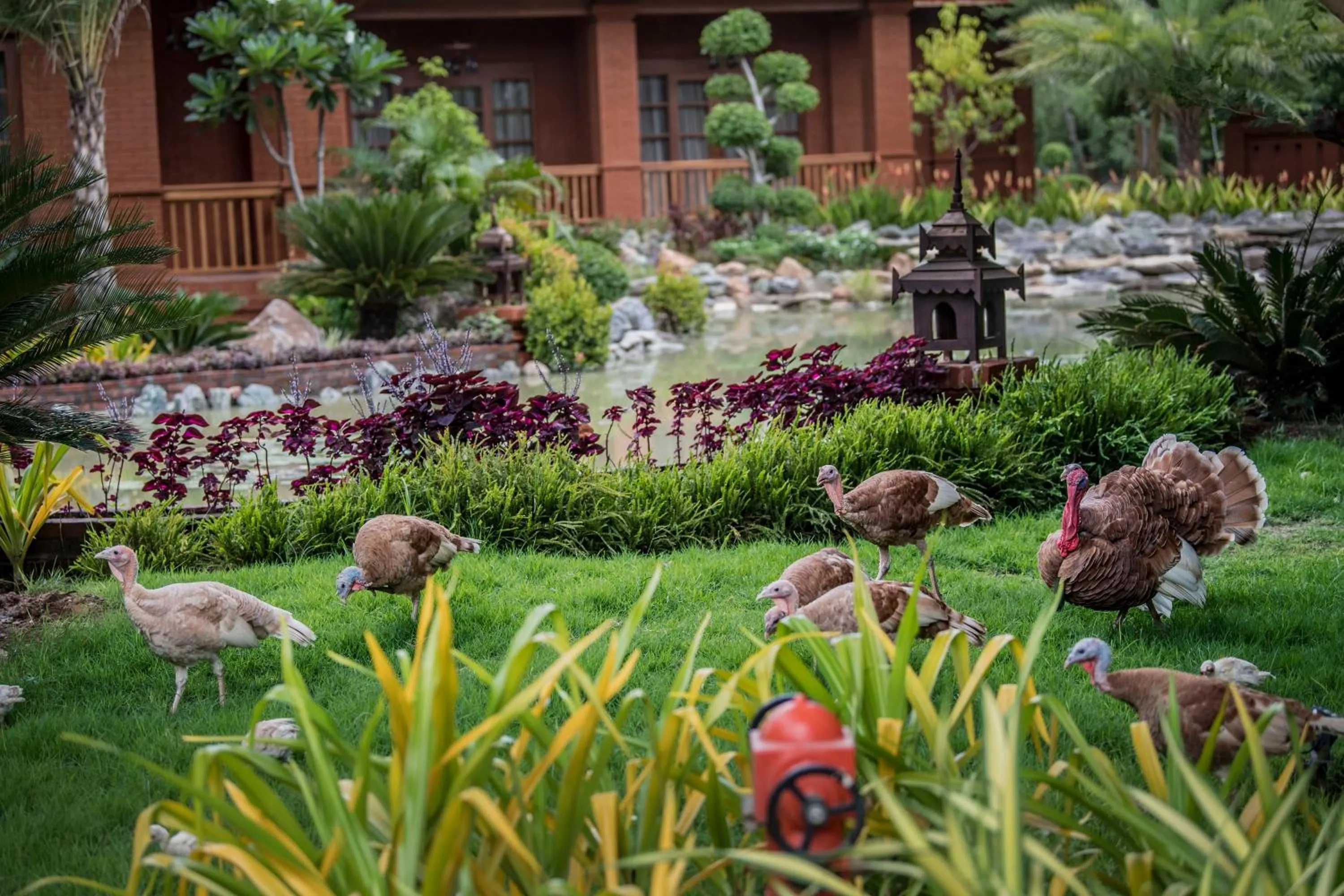 Animals in Heritage Bagan Hotel