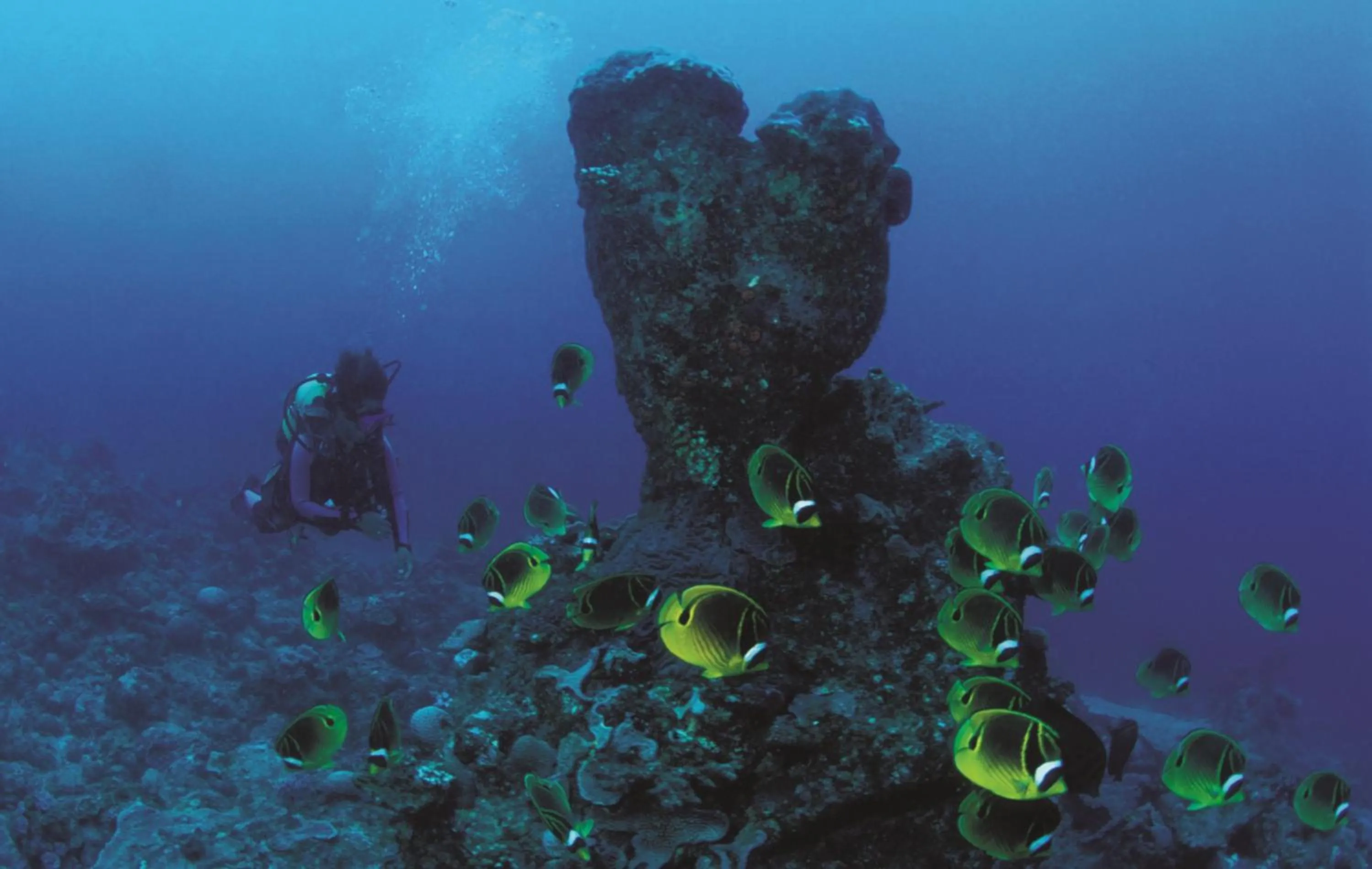 Diving in Cocotiers Hotel - Rodrigues