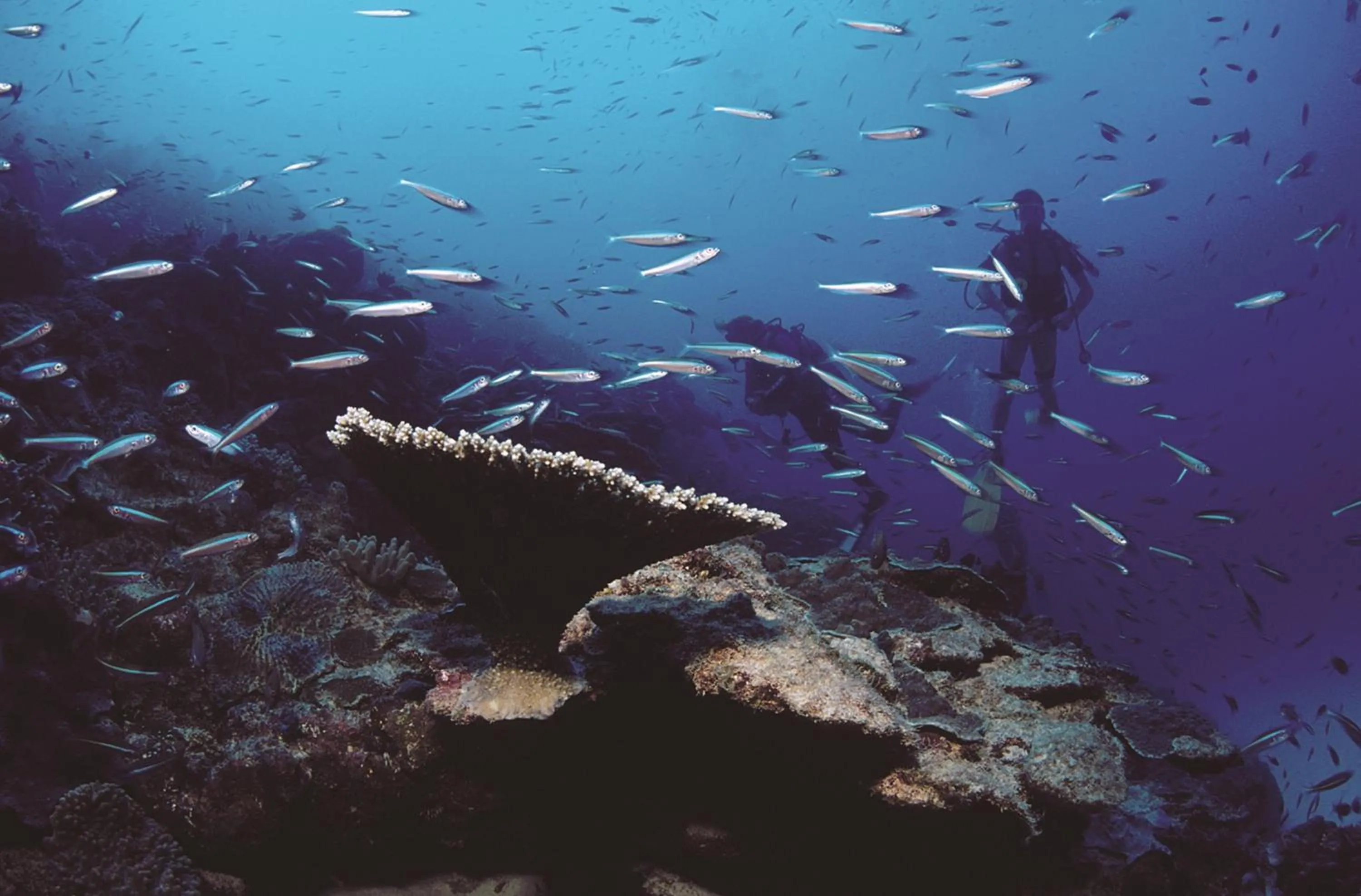 Diving in Cocotiers Hotel - Rodrigues