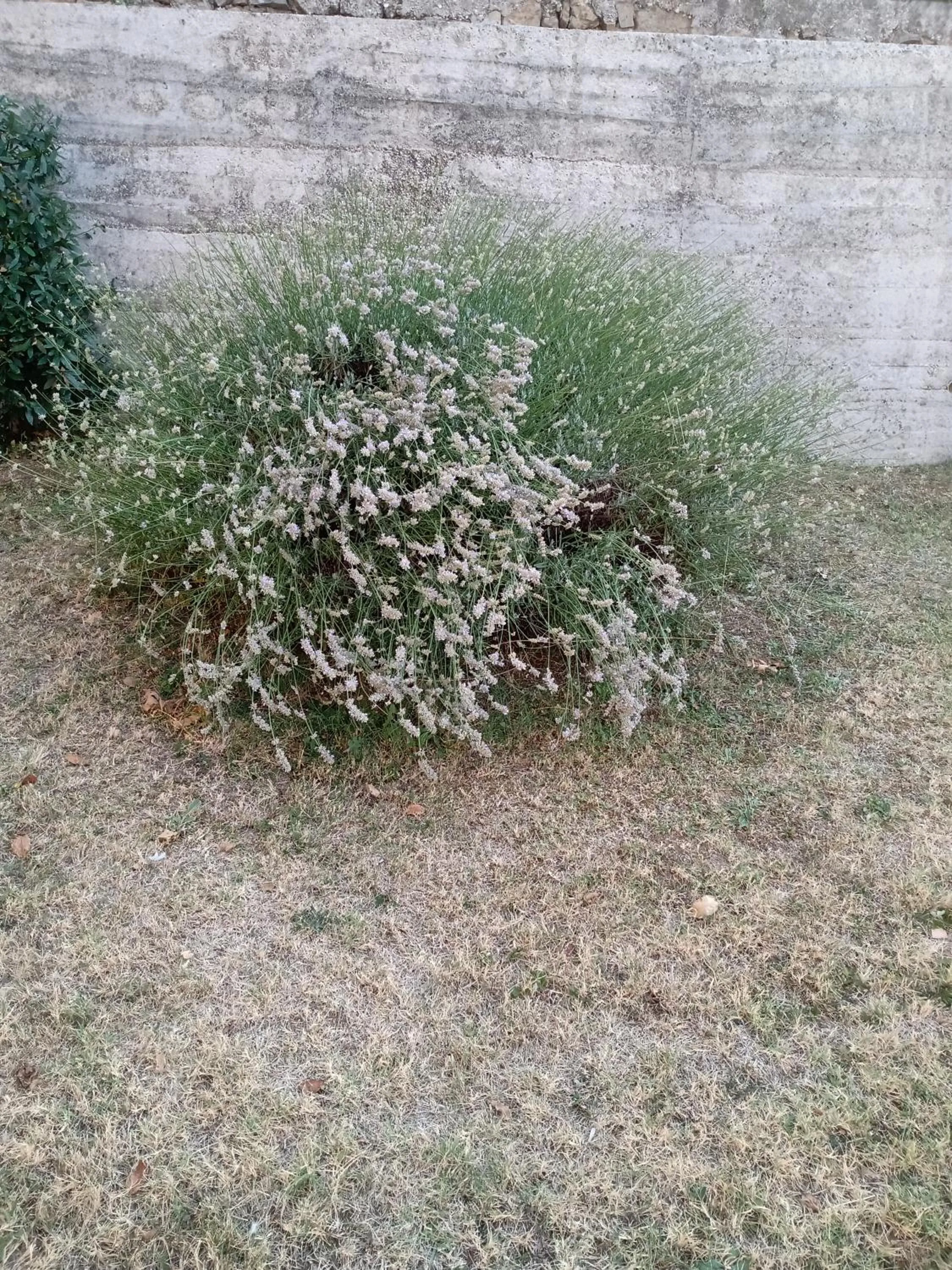 Floor plan in Appartamento Nerio