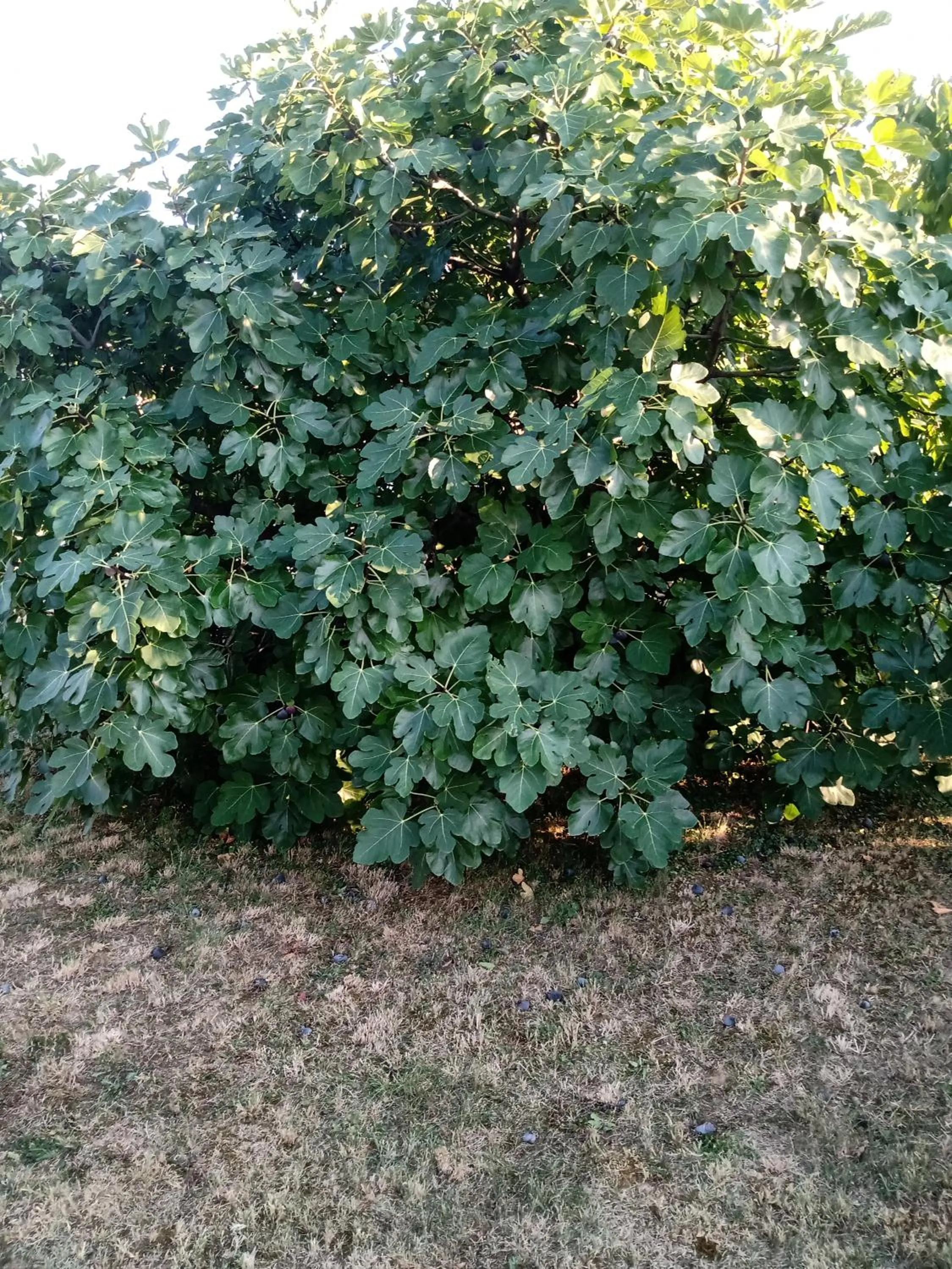 Garden in Appartamento Nerio